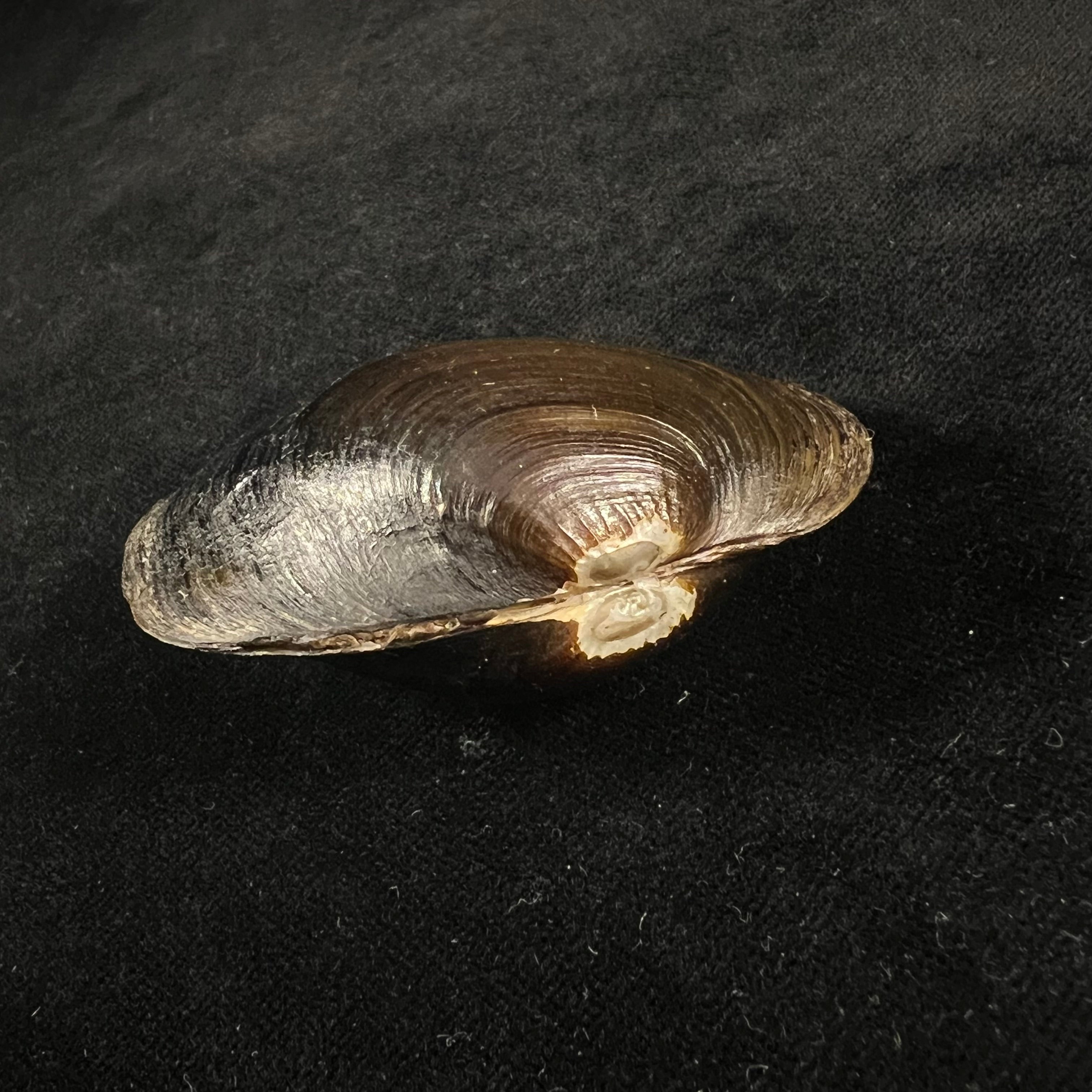 Diplodon suavidicus (I. Lea, 1856) - 64,9mm