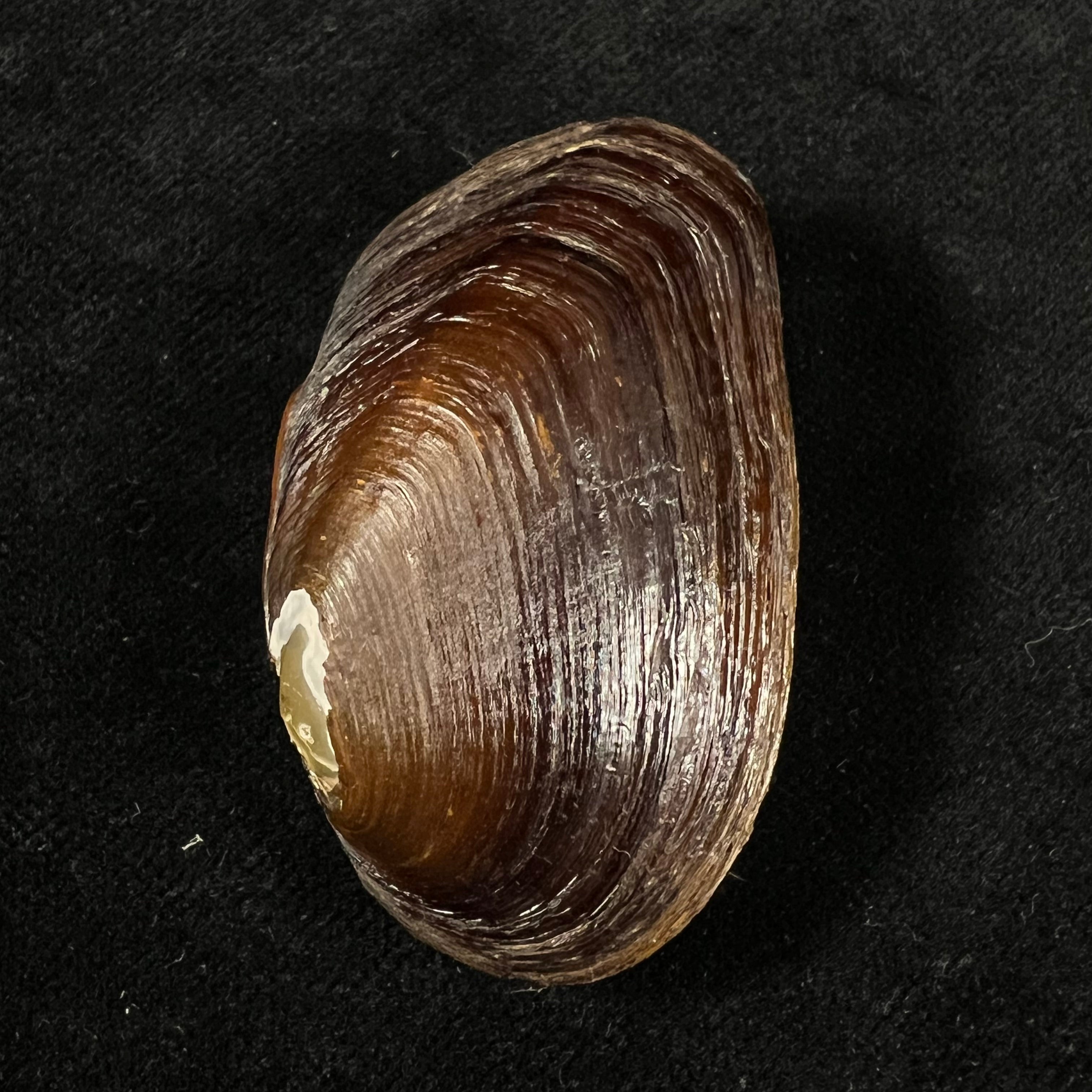 Diplodon expansus (Küster, 1856) - 47,9mm