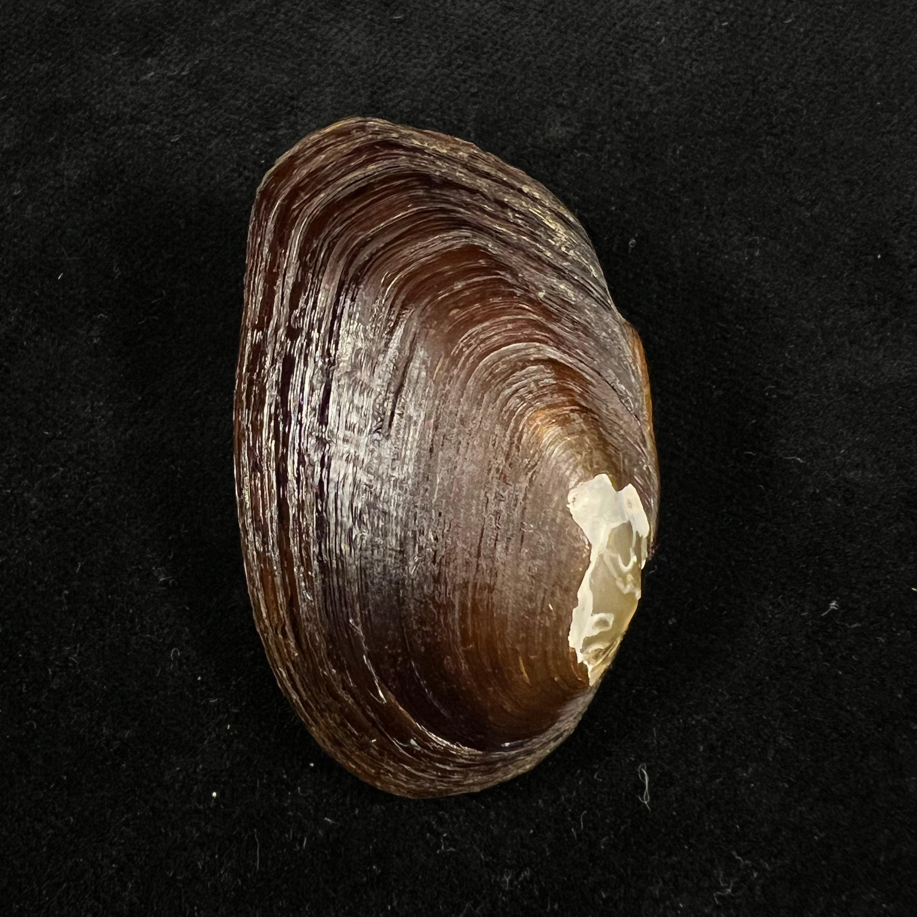 Diplodon expansus (Küster, 1856) - 47,9mm