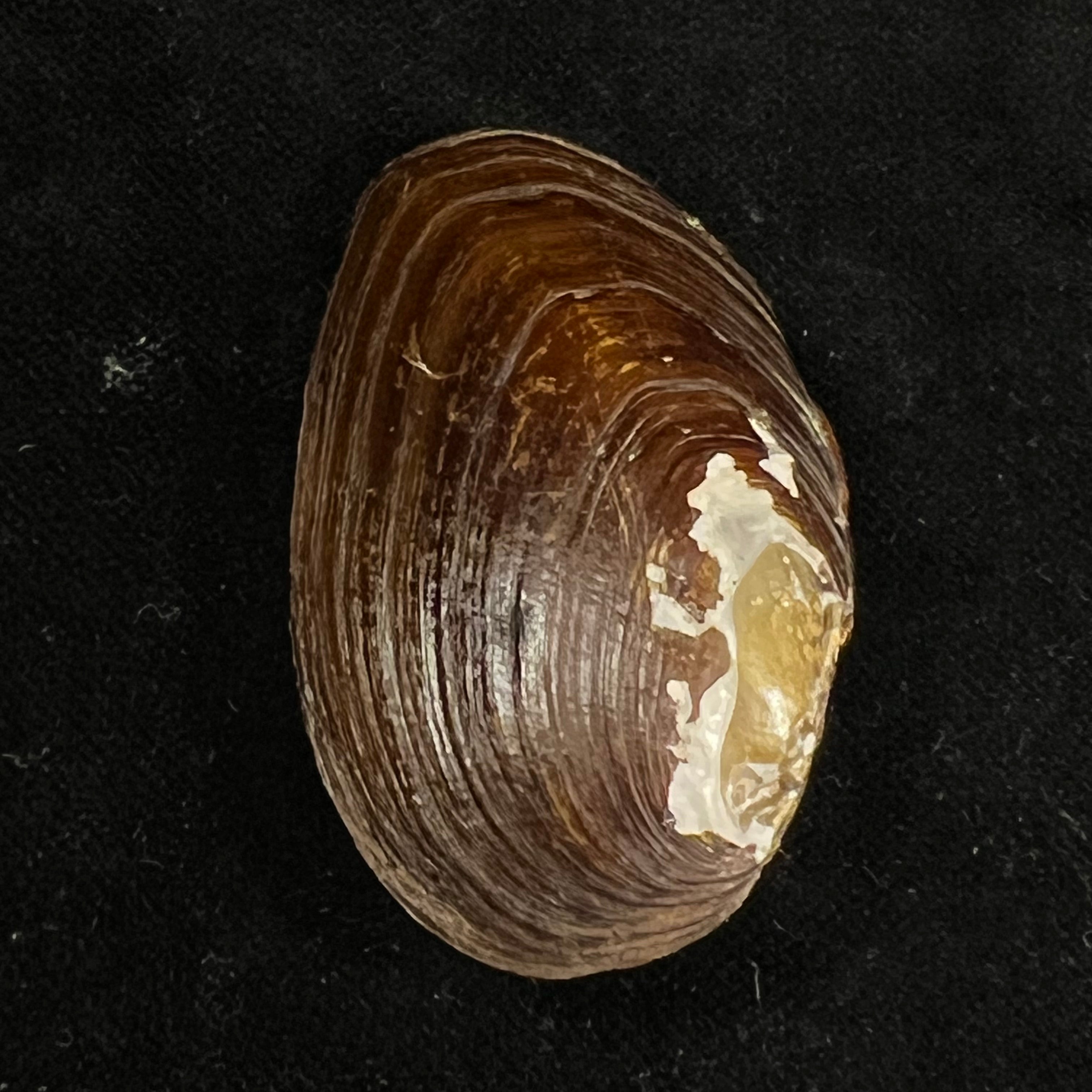 Diplodon expansus (Küster, 1856) - 48mm