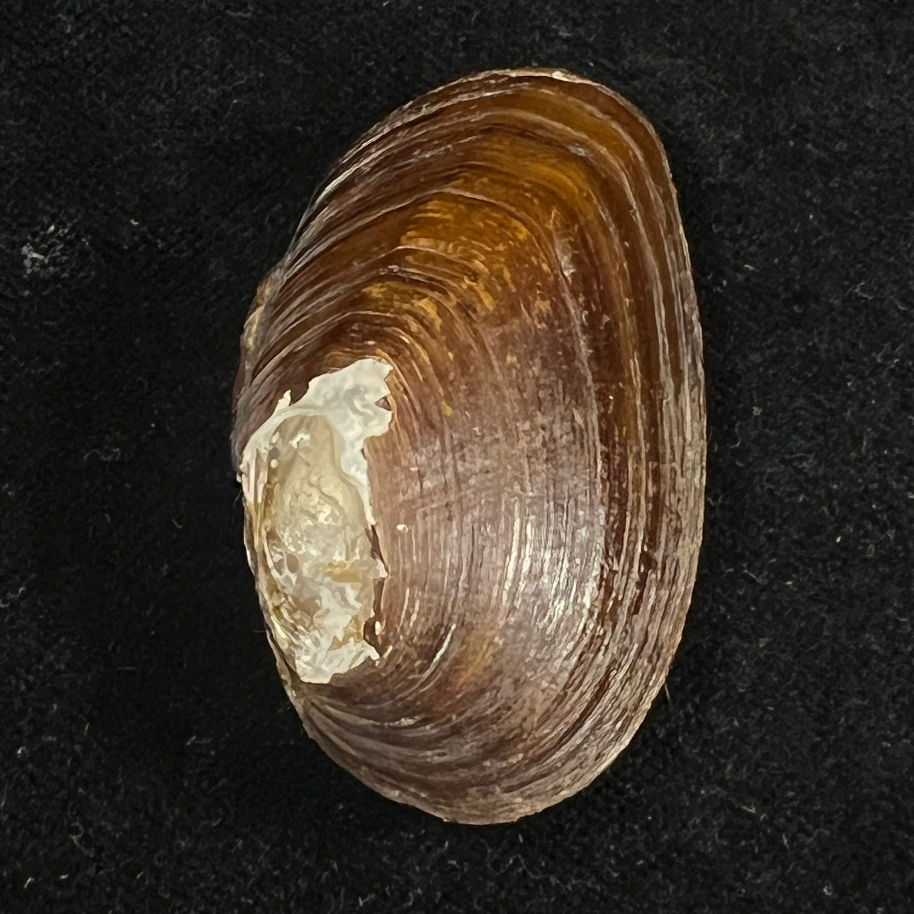 Diplodon expansus (Küster, 1856) - 48mm