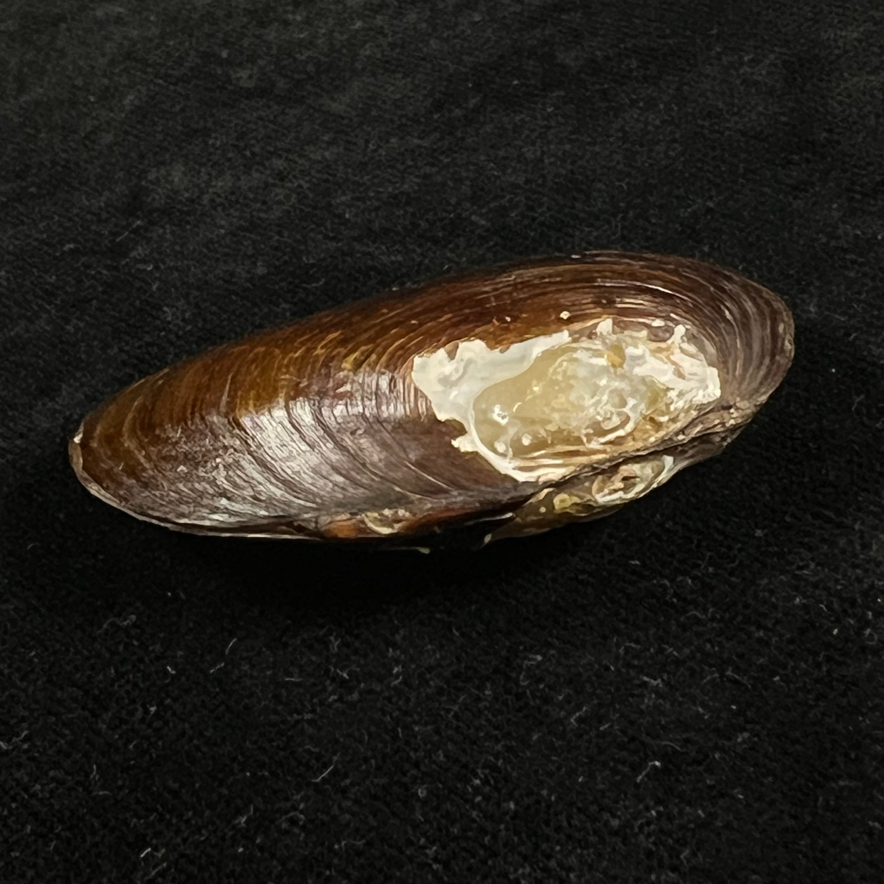 Diplodon expansus (Küster, 1856) - 48mm