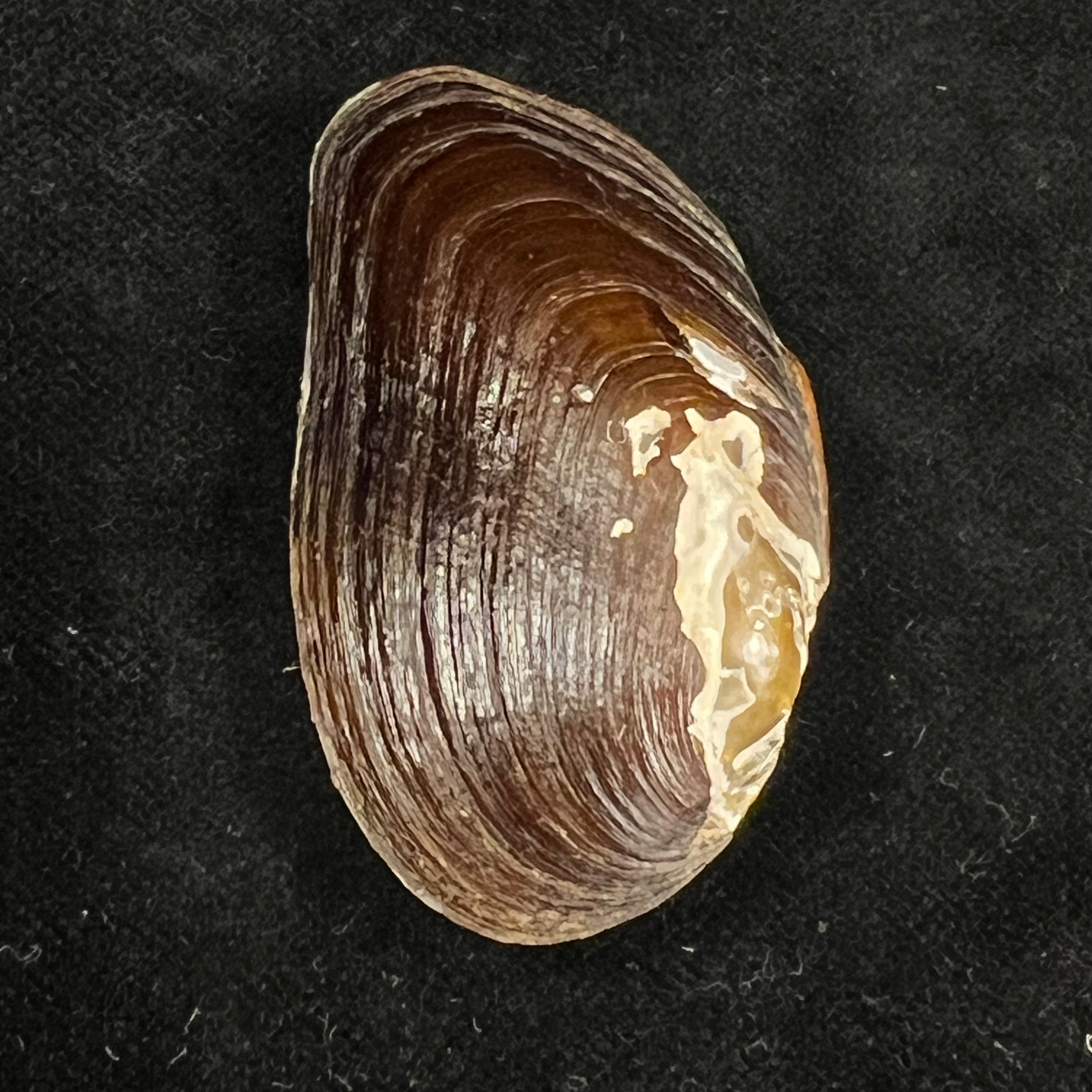 Diplodon expansus (Küster, 1856) - 49mm