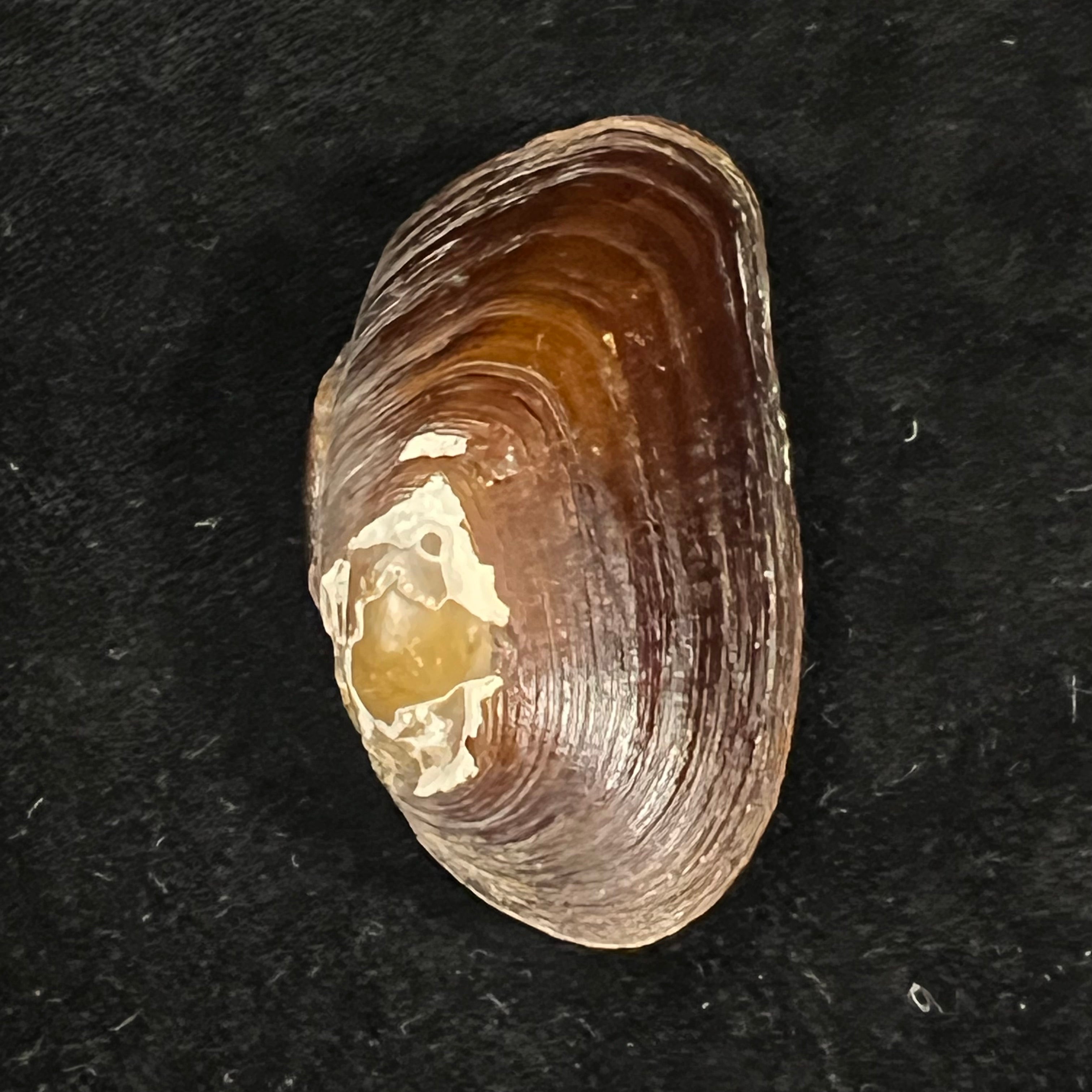 Diplodon expansus (Küster, 1856) - 49mm