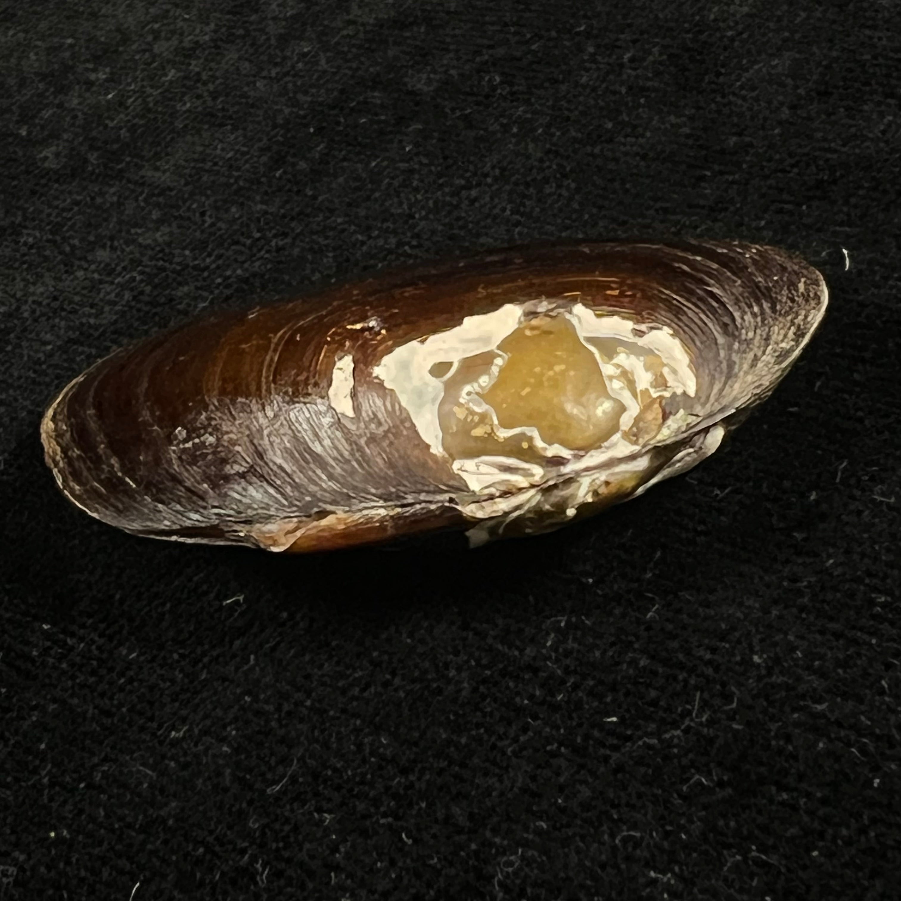 Diplodon expansus (Küster, 1856) - 49mm