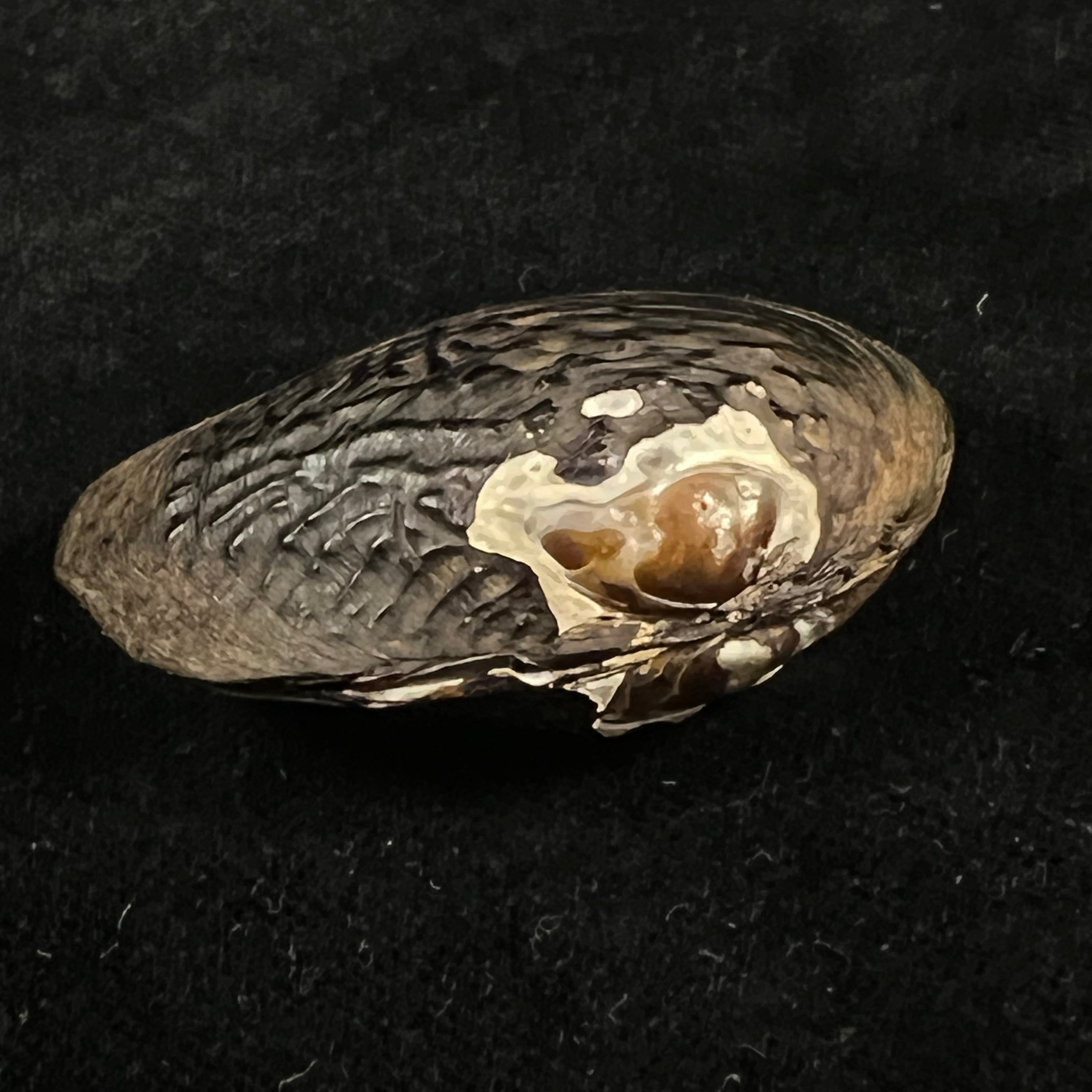 Lamprotula verrugulosa (Heude, 1877) - 44,9mm