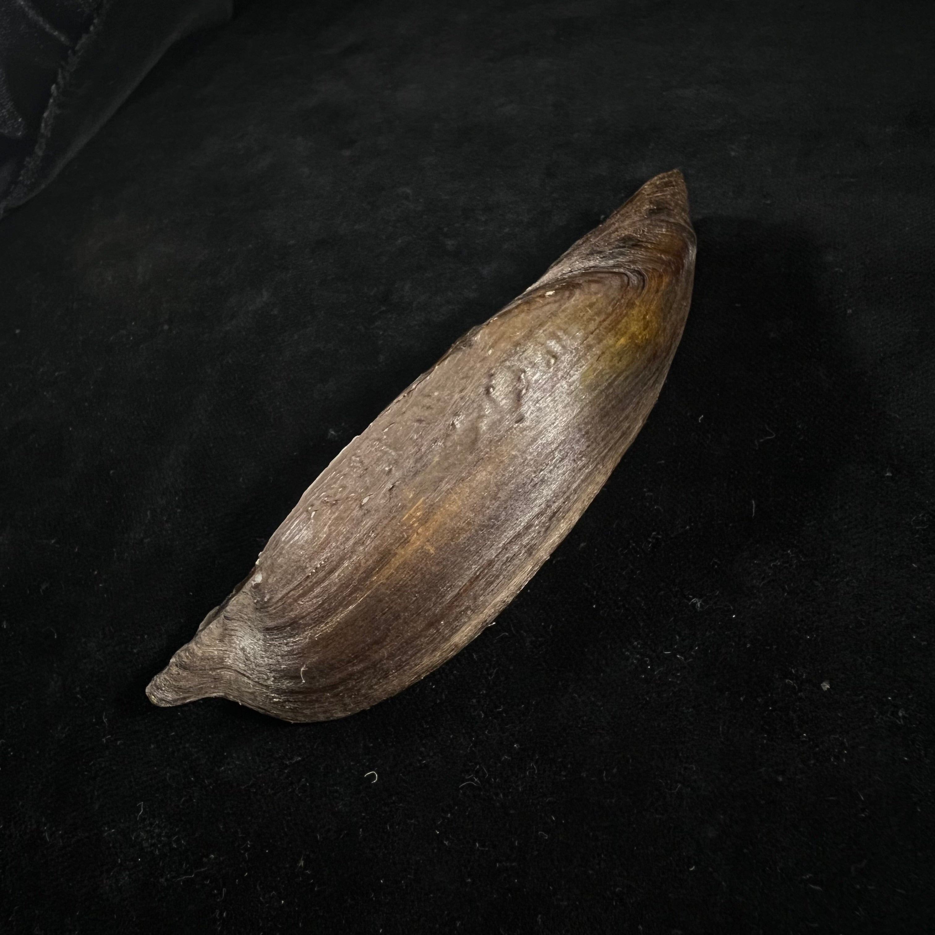 Lanceolaria lanceolata (I. Lea, 1856) - 125,8mm