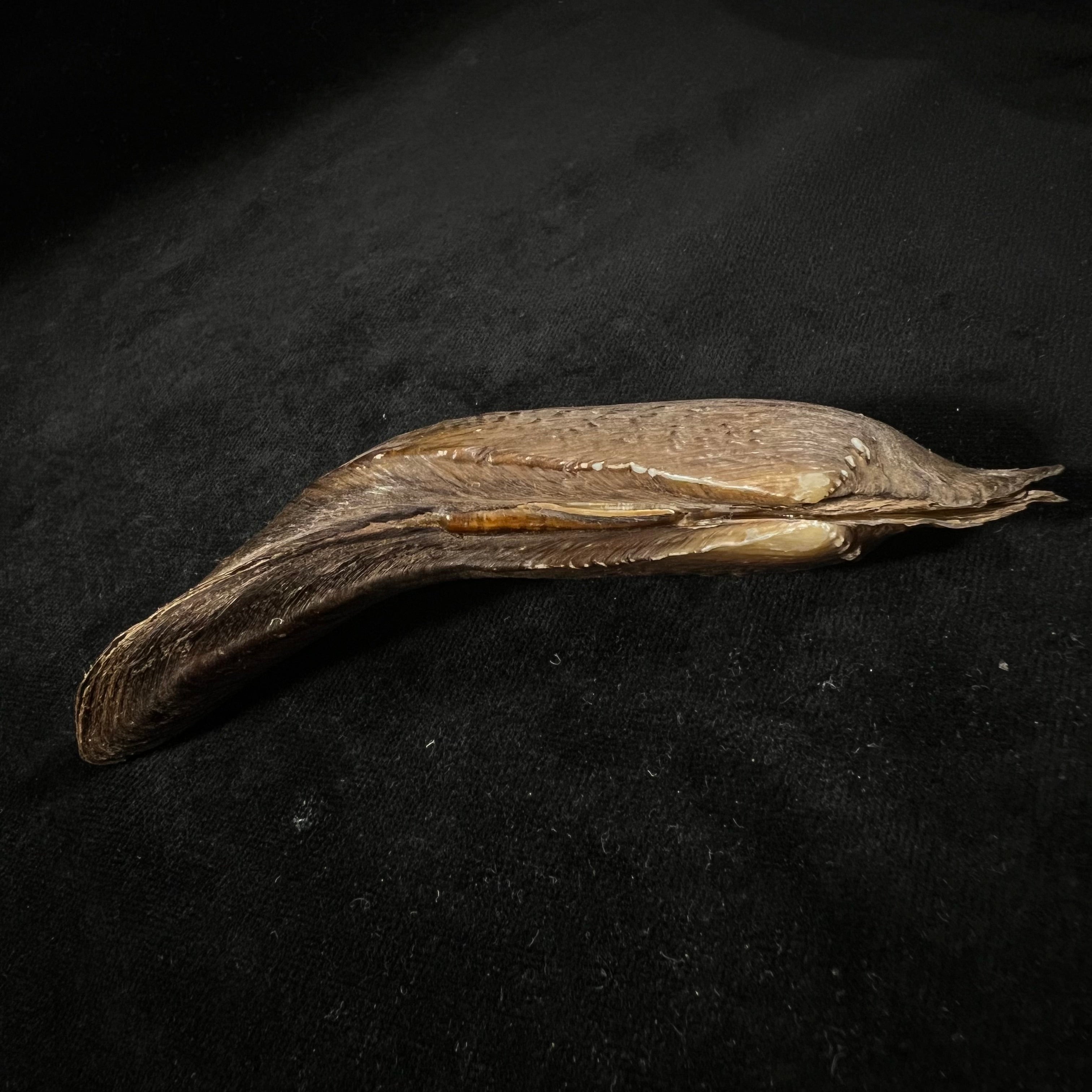 Lanceolaria lanceolata (I. Lea, 1856) - 125,8mm
