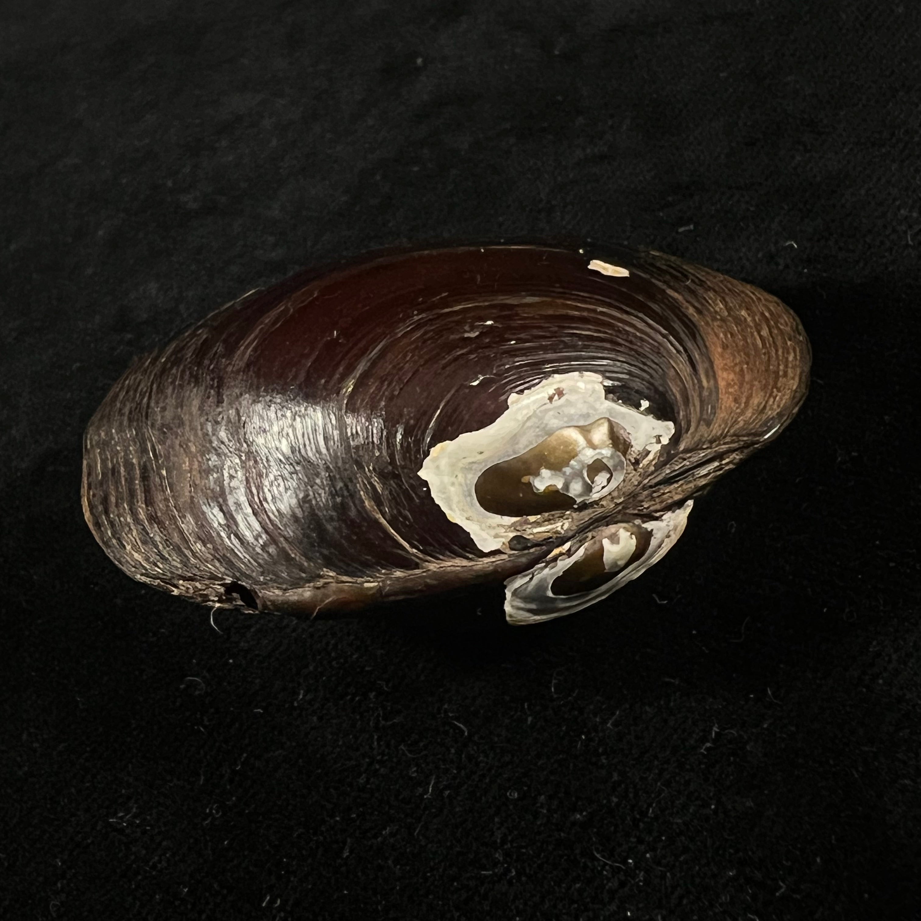 Coelatura kunenensis (Mousson, 1888) - 57,9