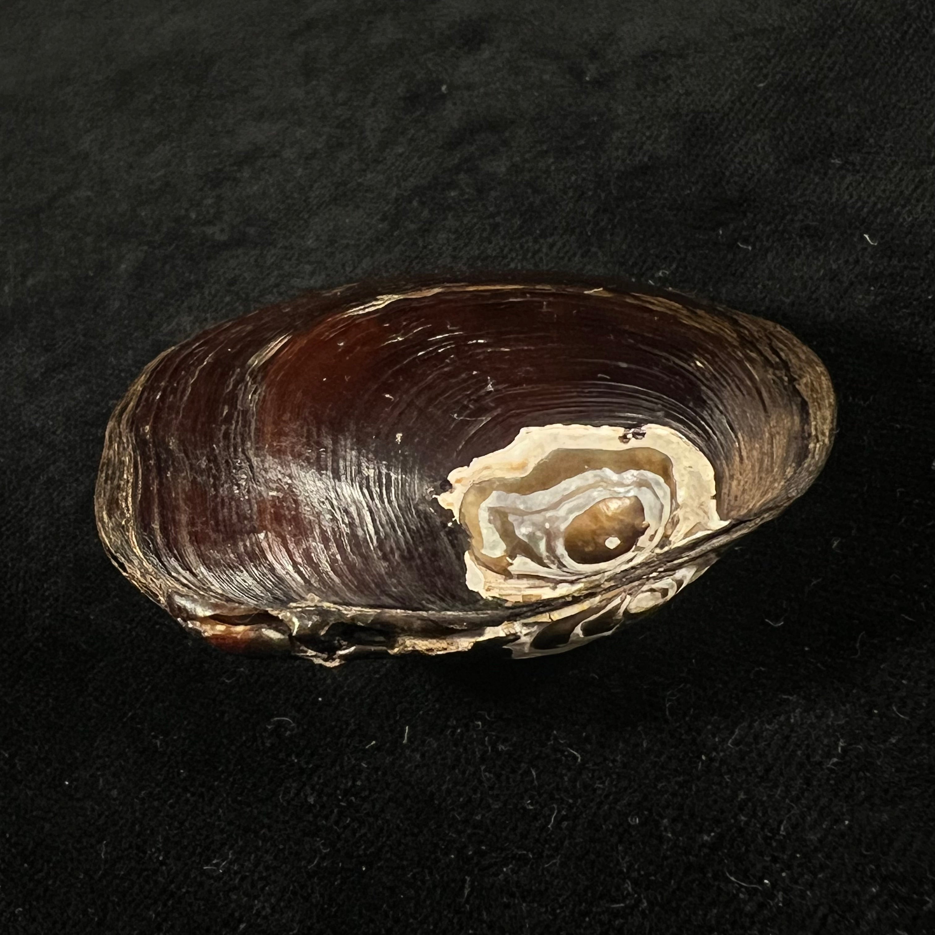 Coelatura kunenensis (Mousson, 1888) - 58,6mm