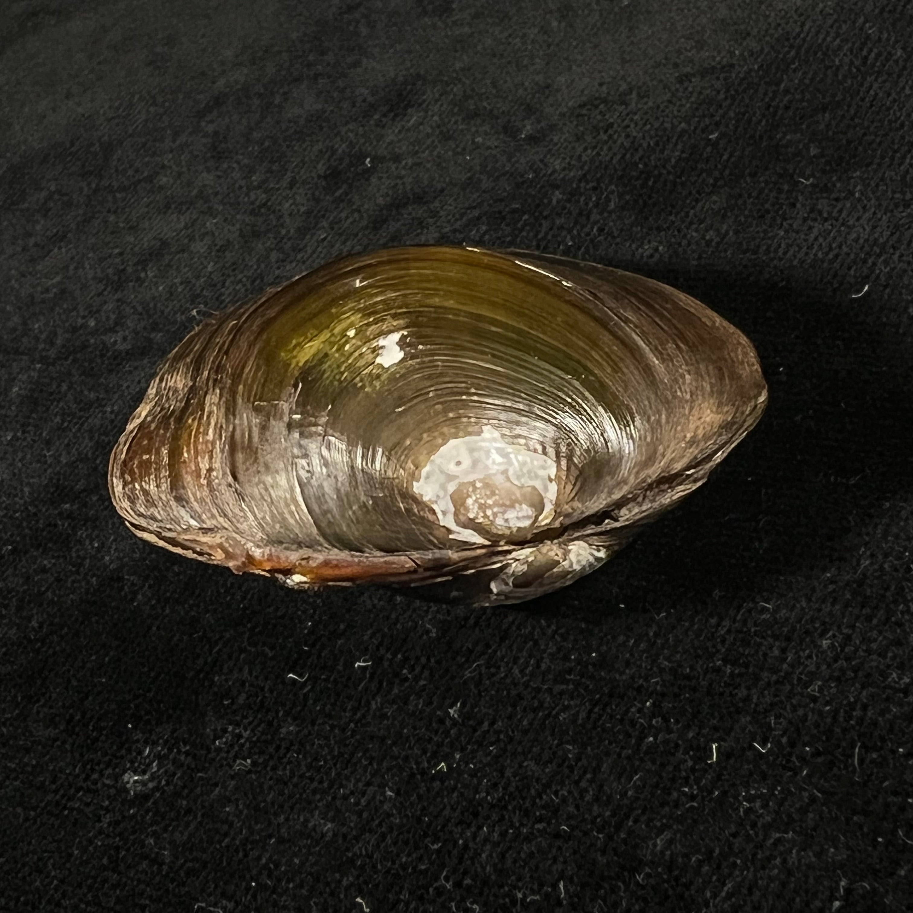 Coelatura kunenensis (Mousson, 1888) - 47,5mm