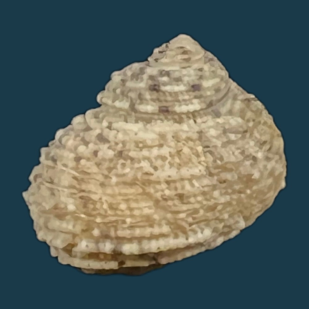 acanthina-brevidentata-w-wood-1828-27-1mm-copia-1