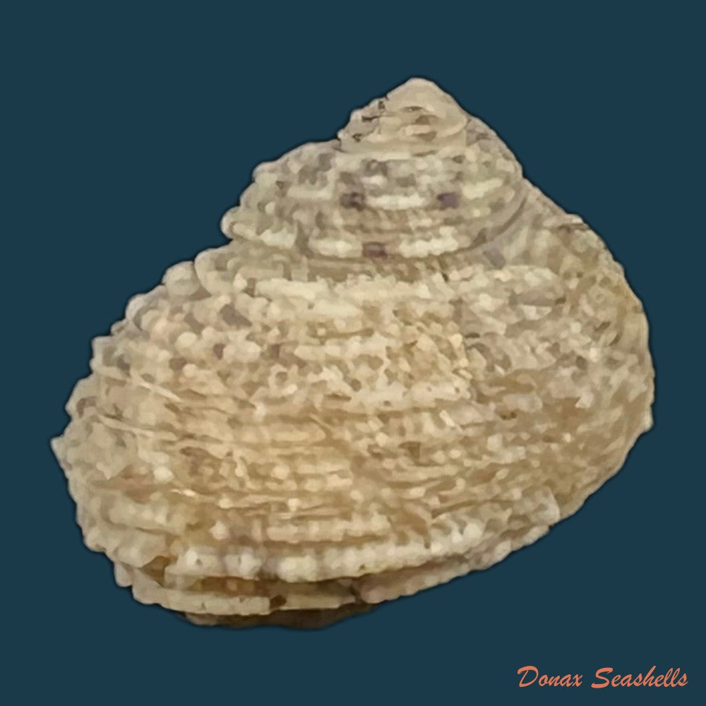 acanthina-brevidentata-w-wood-1828-27-1mm-copia-1