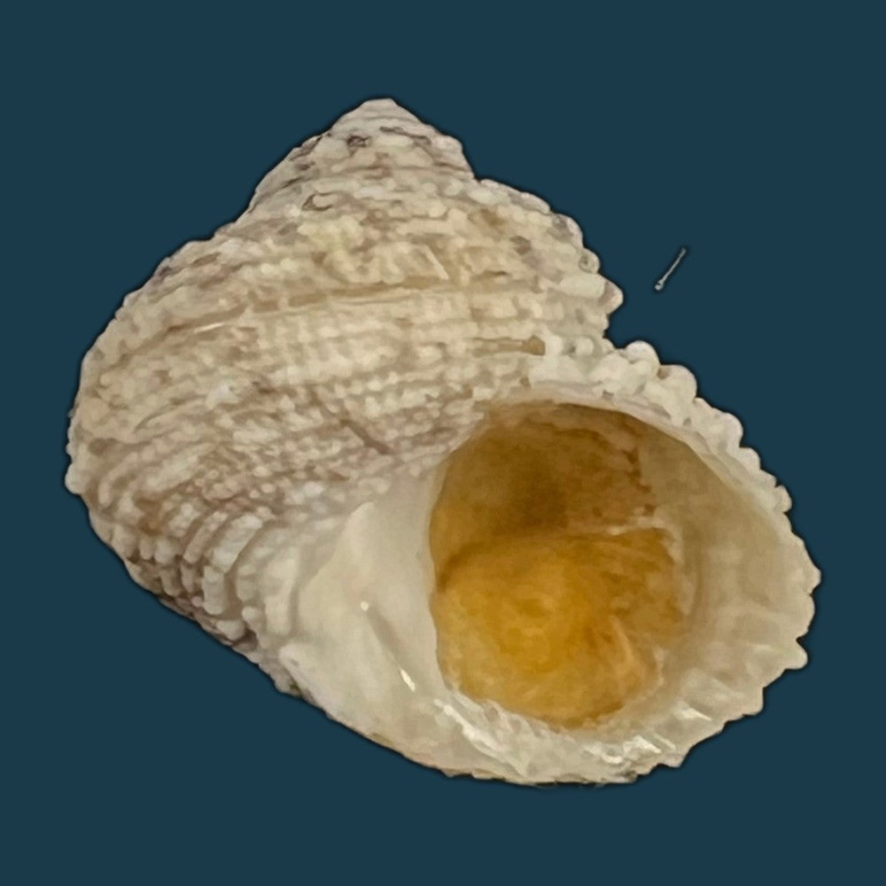 acanthina-brevidentata-w-wood-1828-27-1mm-copia-1