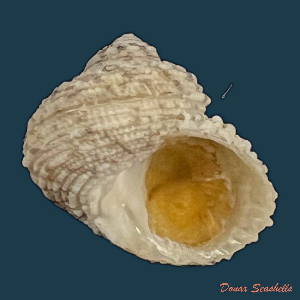 acanthina-brevidentata-w-wood-1828-27-1mm-copia-1