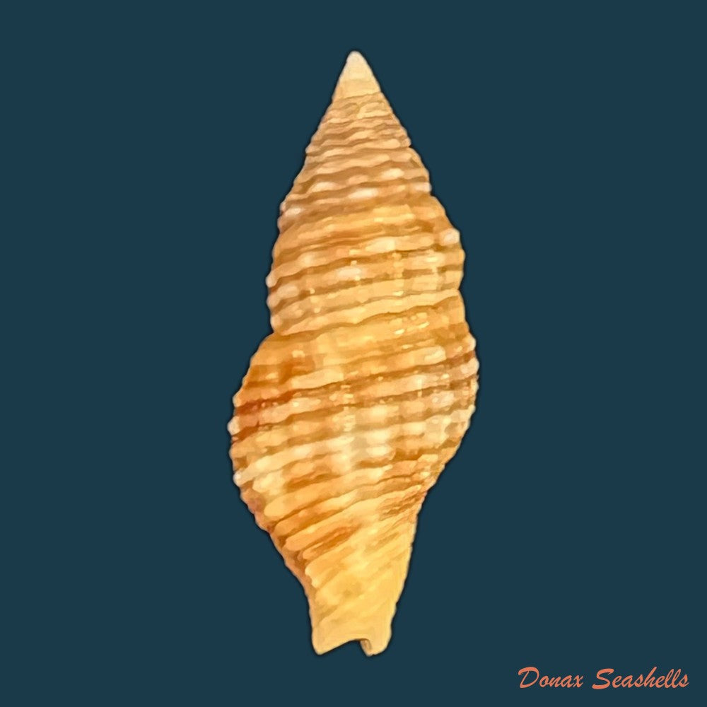 acanthina-brevidentata-w-wood-1828-27-1mm-copia-2