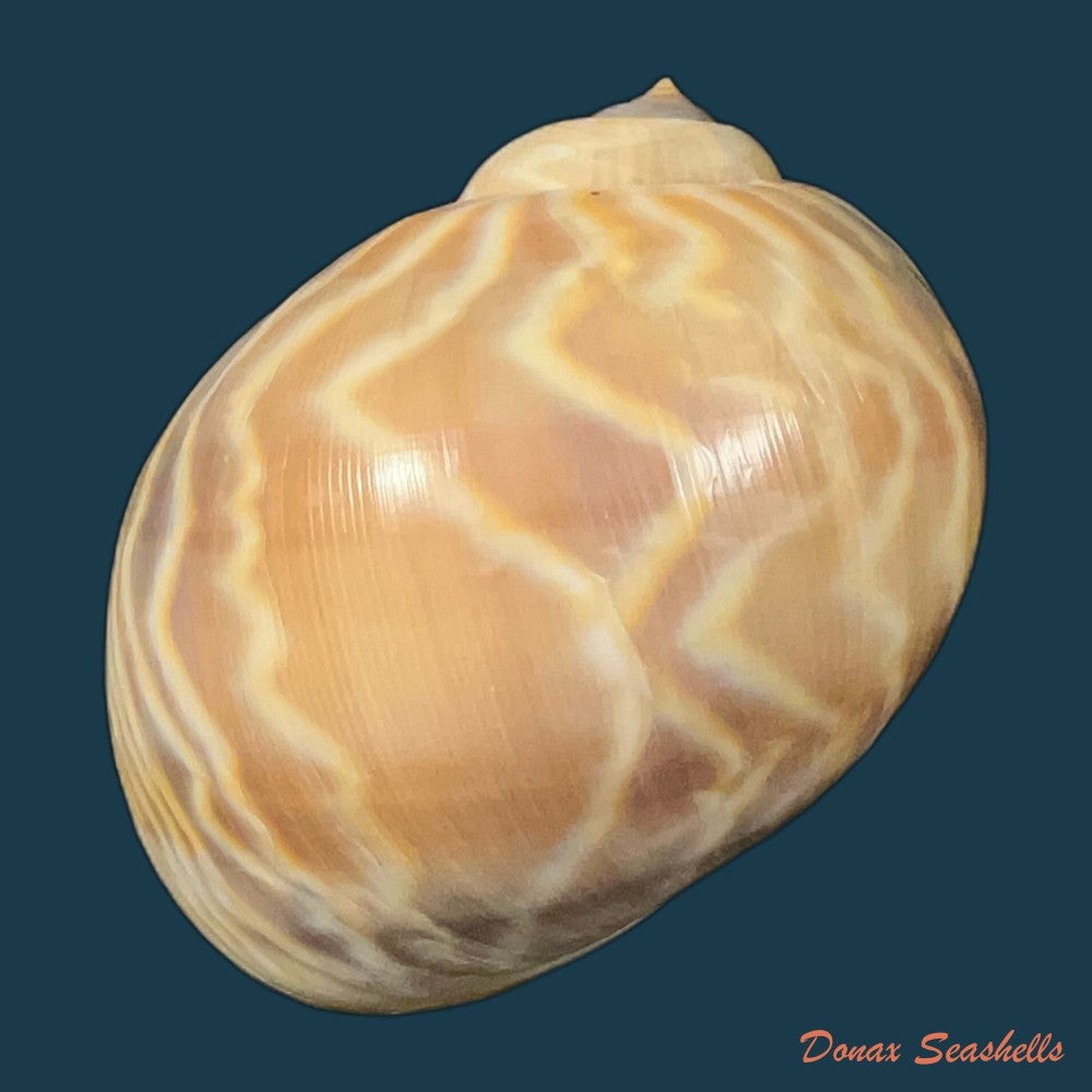acanthina-brevidentata-w-wood-1828-27-1mm-copia