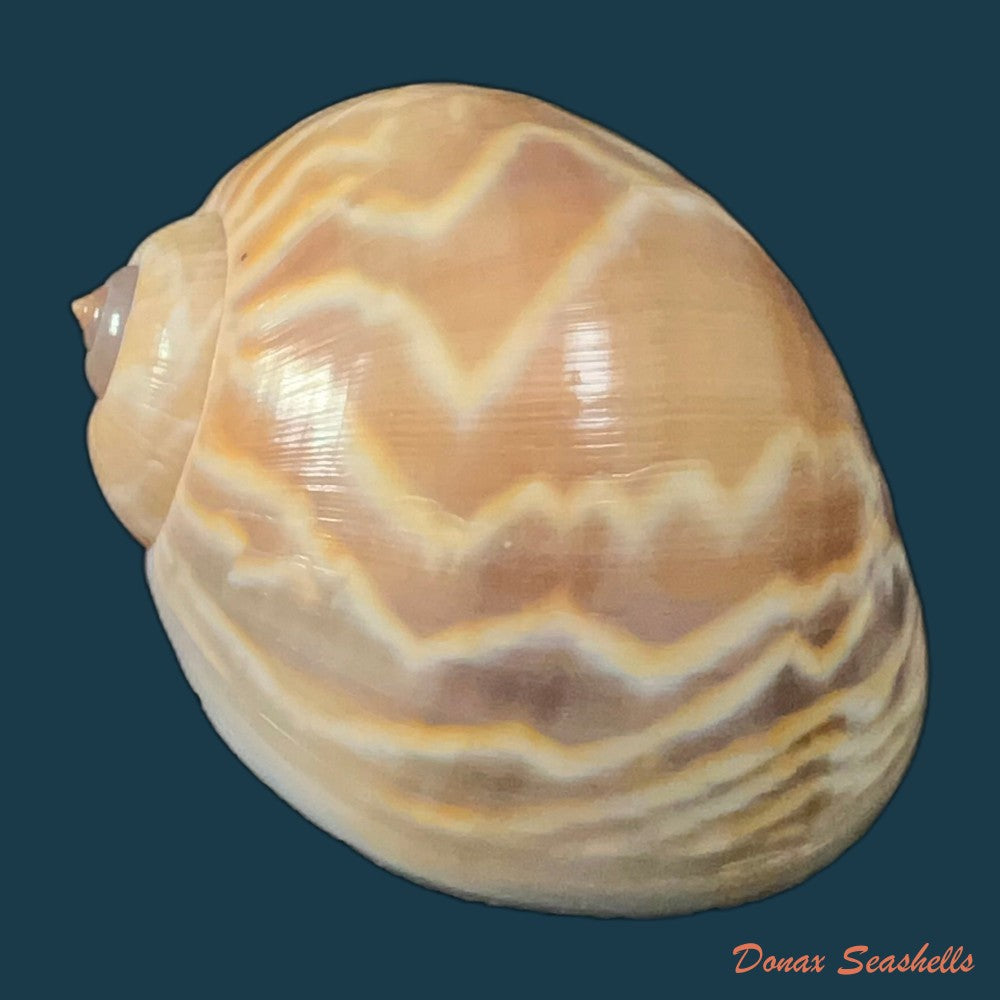 acanthina-brevidentata-w-wood-1828-27-1mm-copia