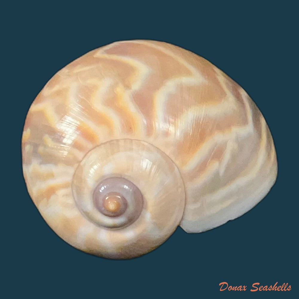 acanthina-brevidentata-w-wood-1828-27-1mm-copia