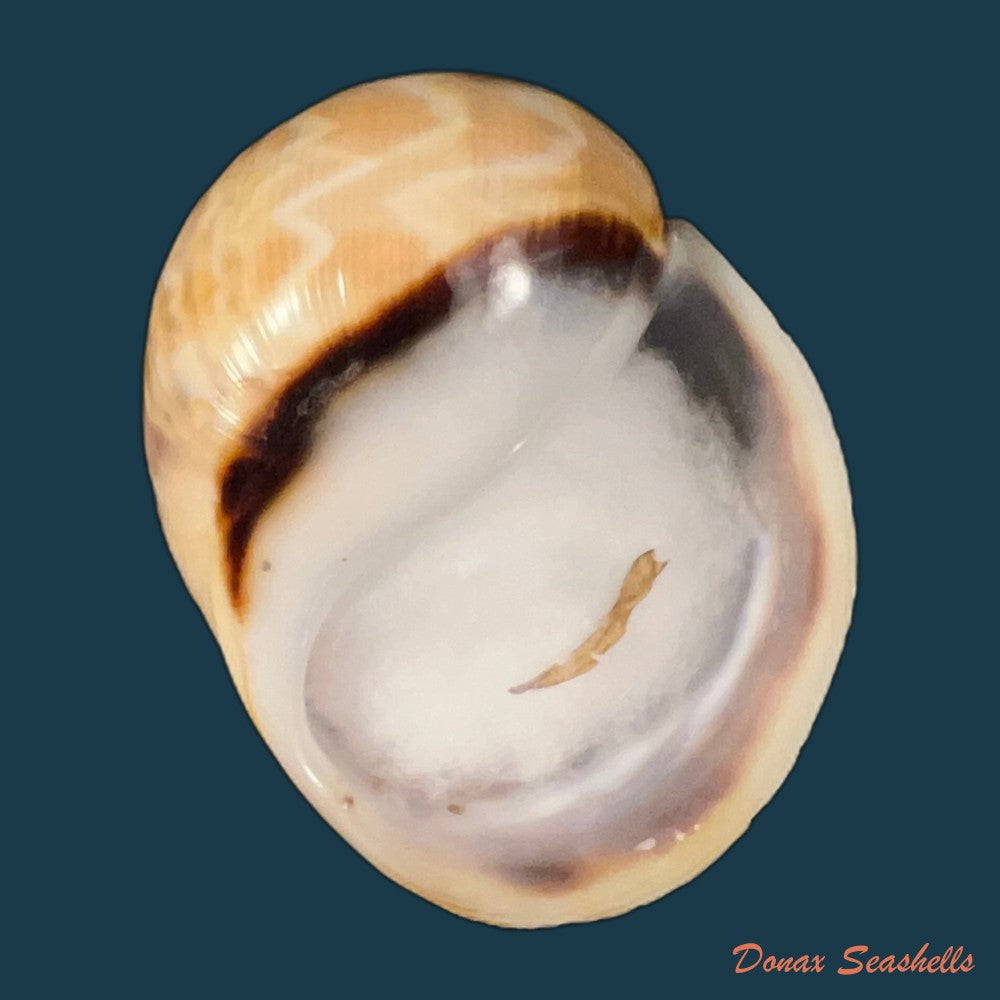acanthina-brevidentata-w-wood-1828-27-1mm-copia