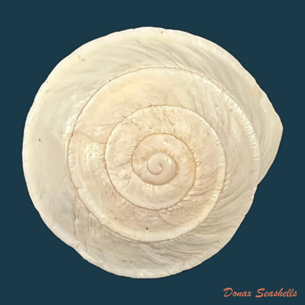 acavus-phoenix-l-pfeiffer-1854-51-3mm-copia