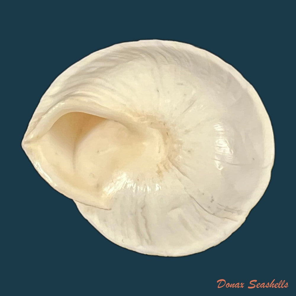 acavus-phoenix-l-pfeiffer-1854-51-3mm-copia