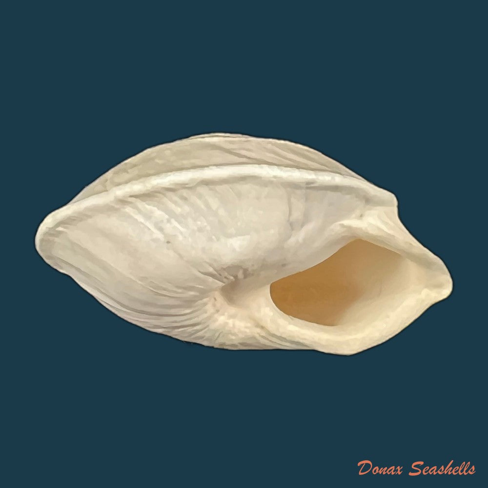 acavus-phoenix-l-pfeiffer-1854-51-3mm-copia