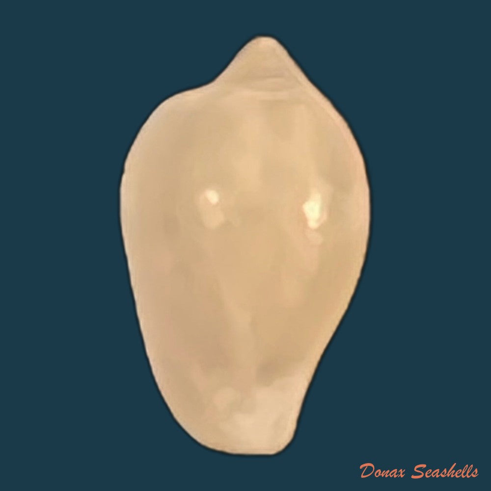 aclyvolva-lanceolata-g-b-sowerby-ii-1849-19-2mm-copia