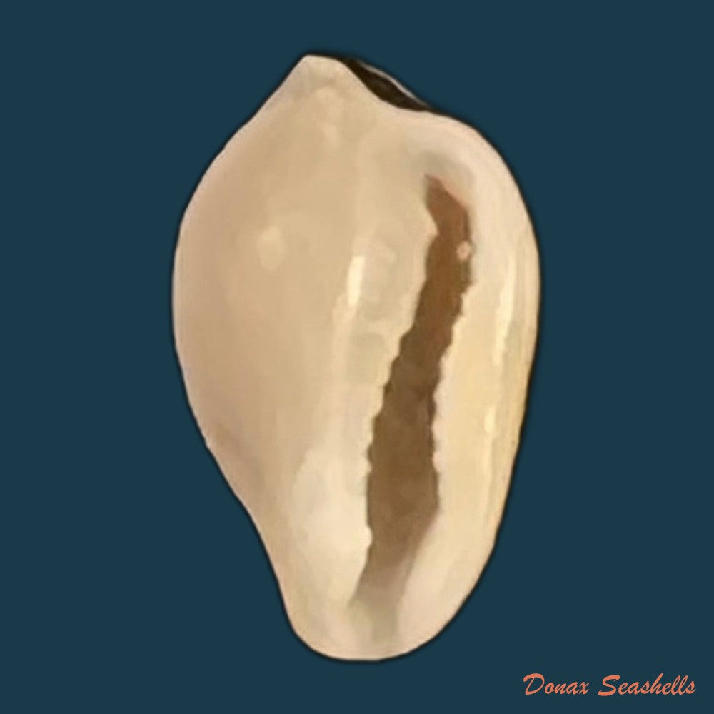 aclyvolva-lanceolata-g-b-sowerby-ii-1849-19-2mm-copia