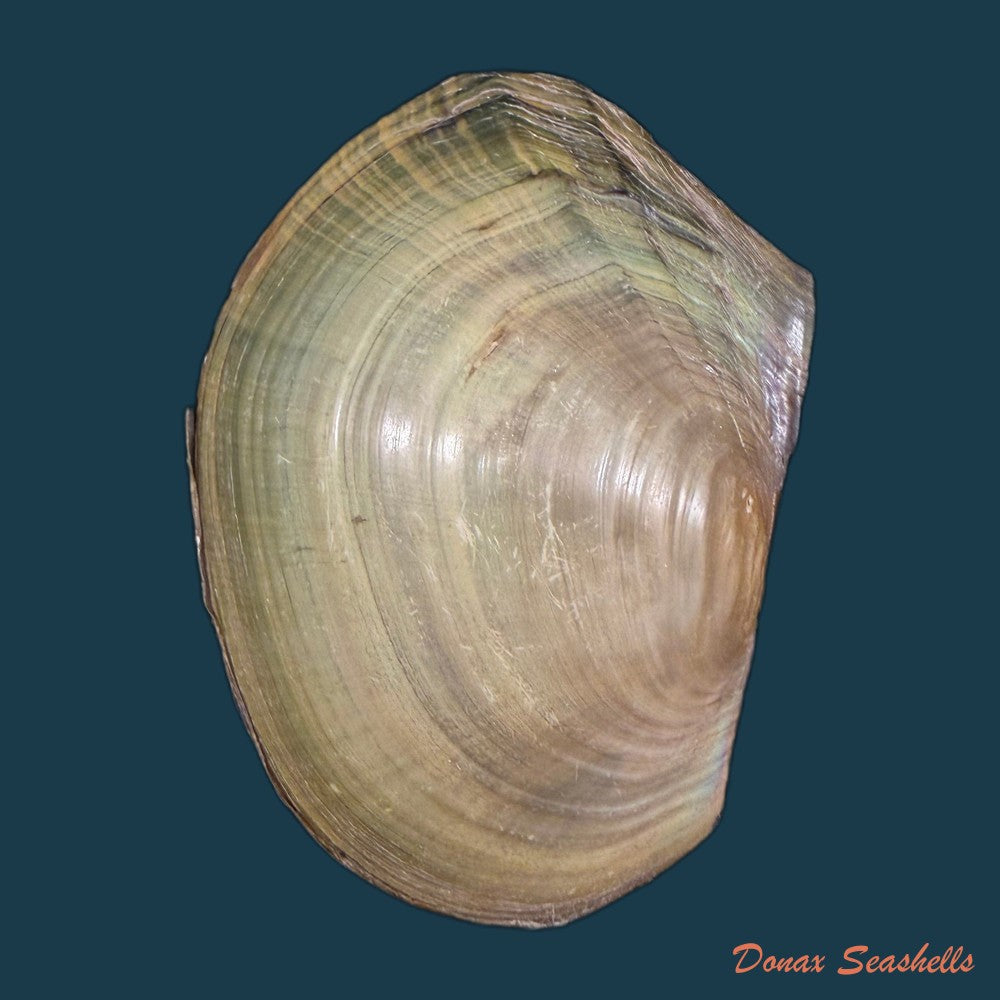 aculamprotula-tortuosa-i-lea-1865-31-3mm-copia