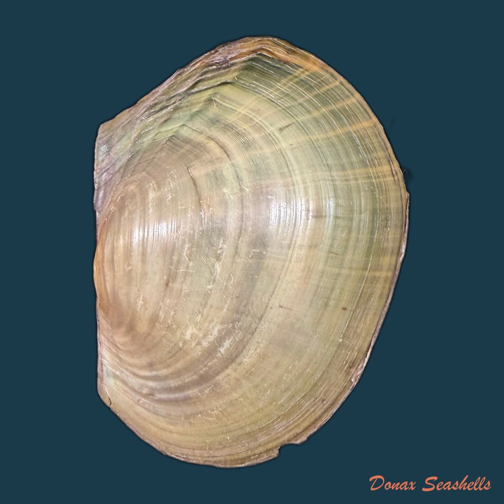 aculamprotula-tortuosa-i-lea-1865-31-3mm-copia