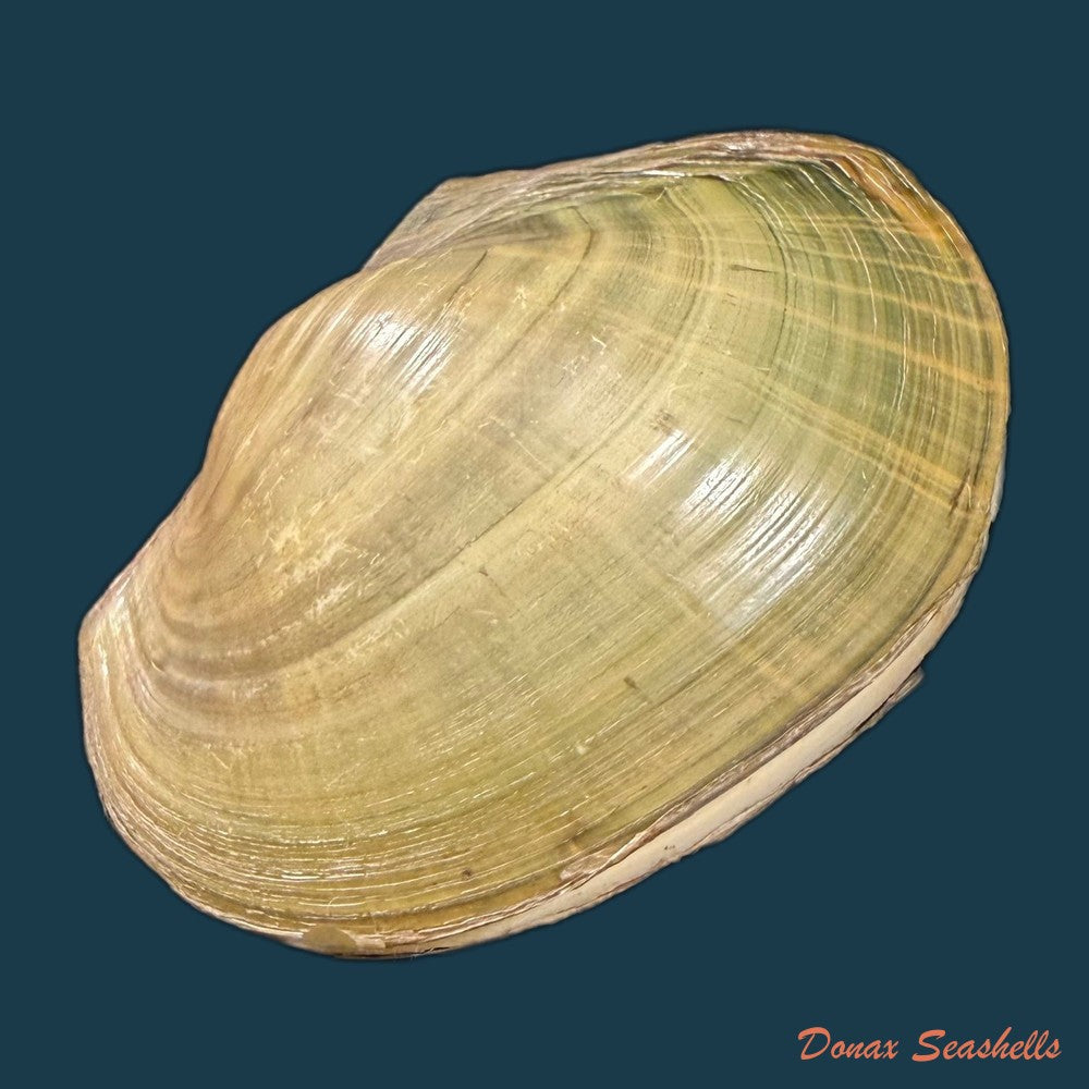 aculamprotula-tortuosa-i-lea-1865-31-3mm-copia