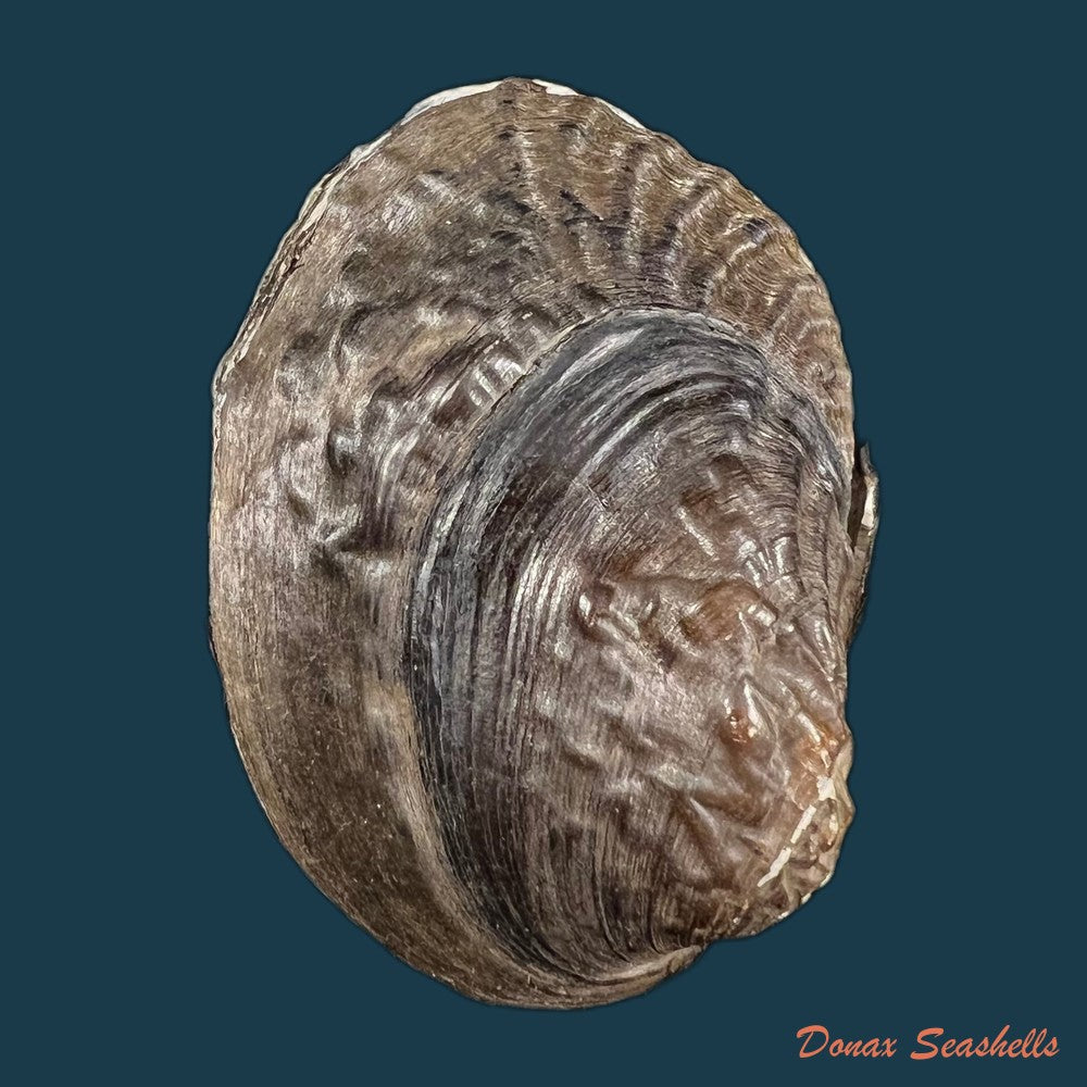 acuticosta-chinensis-i-lea-1868-37-3mm-copia