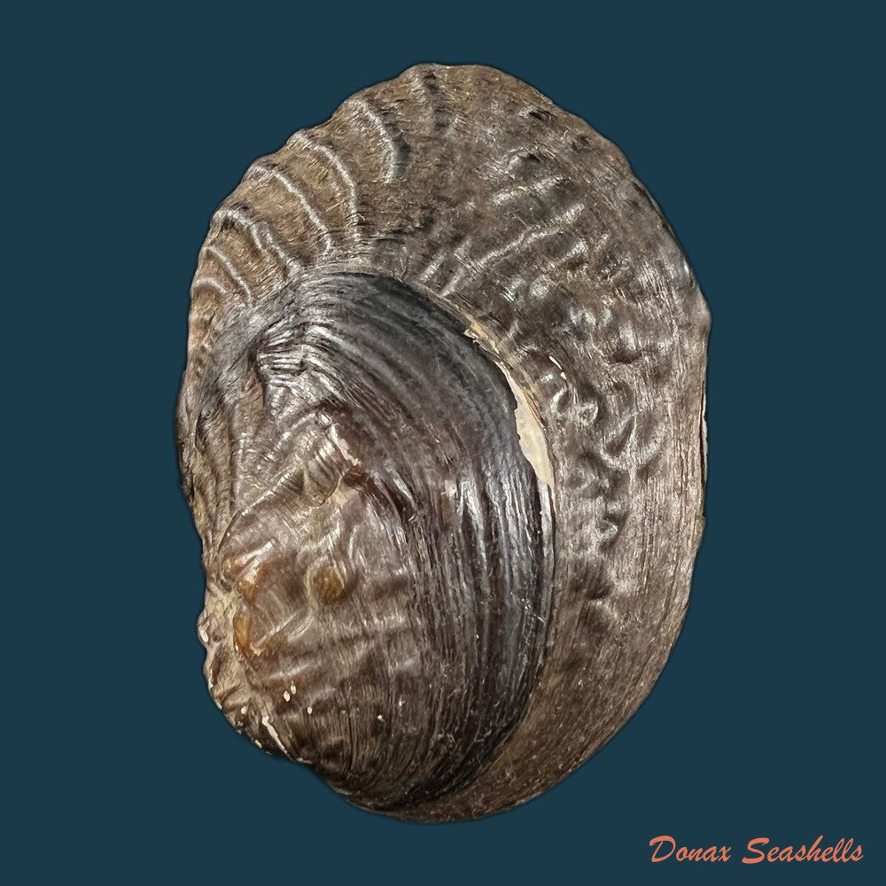 acuticosta-chinensis-i-lea-1868-37-3mm-copia