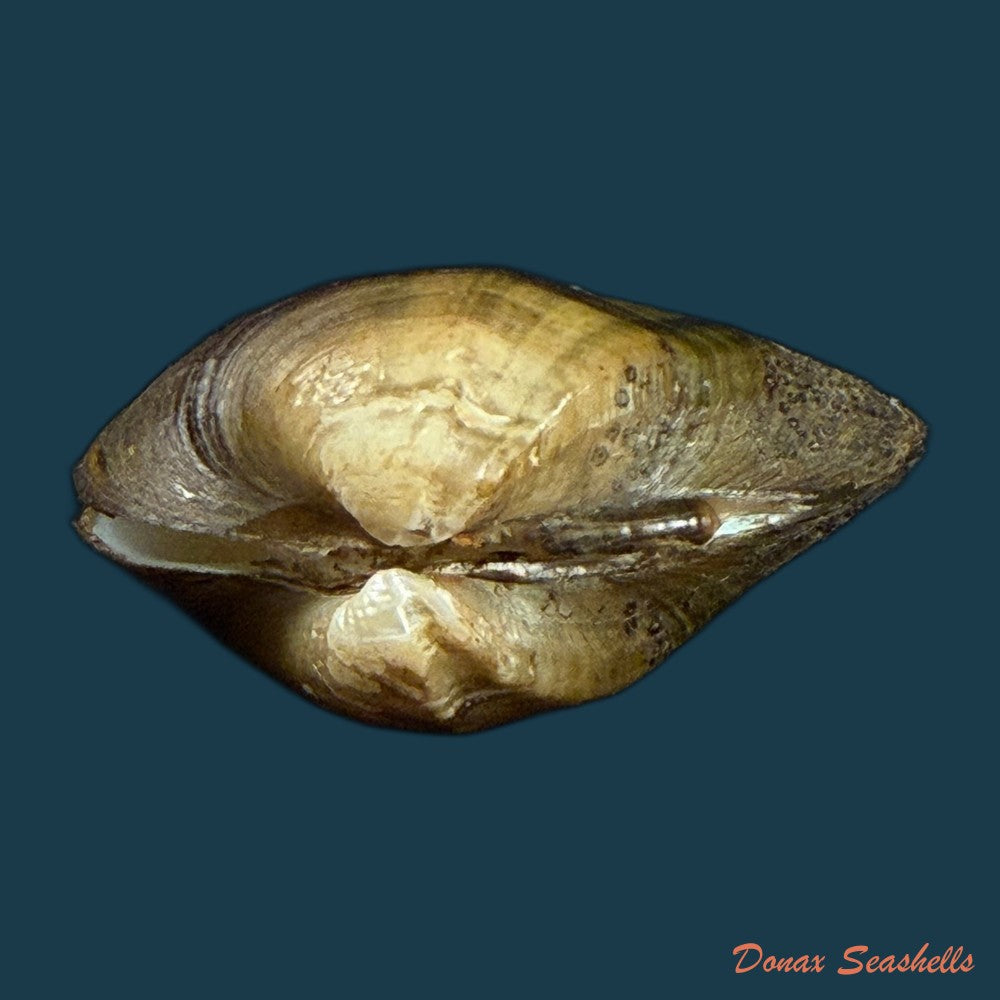 acuticosta-chinensis-i-lea-1868-44-8mm-copia-1