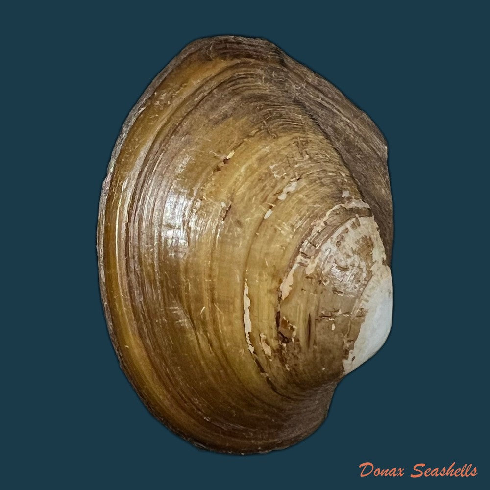 acuticosta-chinensis-i-lea-1868-65-6mm-copia