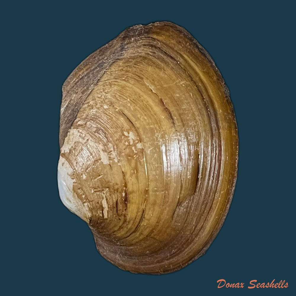 acuticosta-chinensis-i-lea-1868-65-6mm-copia