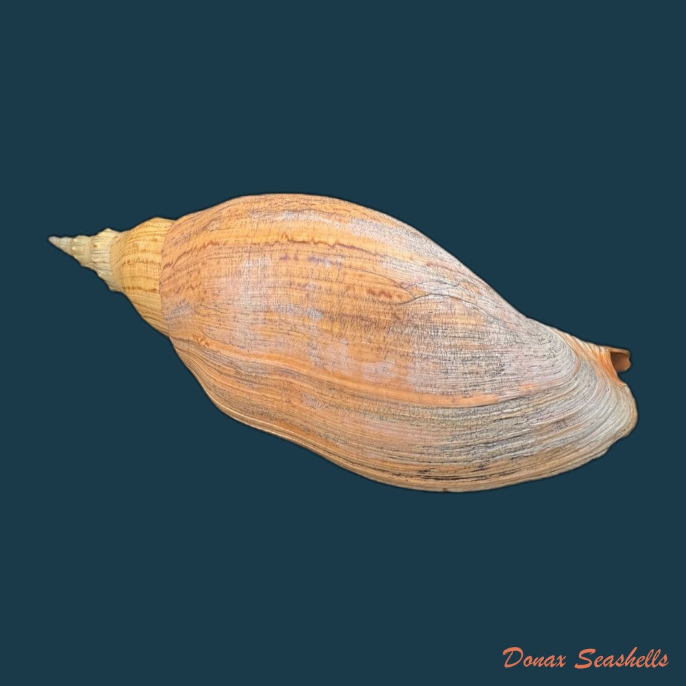 adelomelon-beckii-broderip-1836-417-4mm-copia