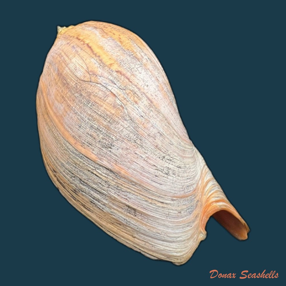 adelomelon-beckii-broderip-1836-417-4mm-copia