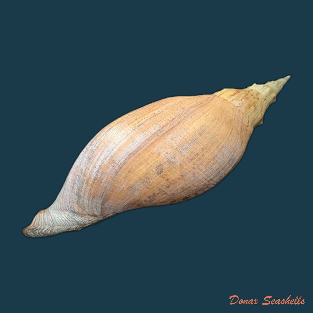 adelomelon-beckii-broderip-1836-417-4mm-copia