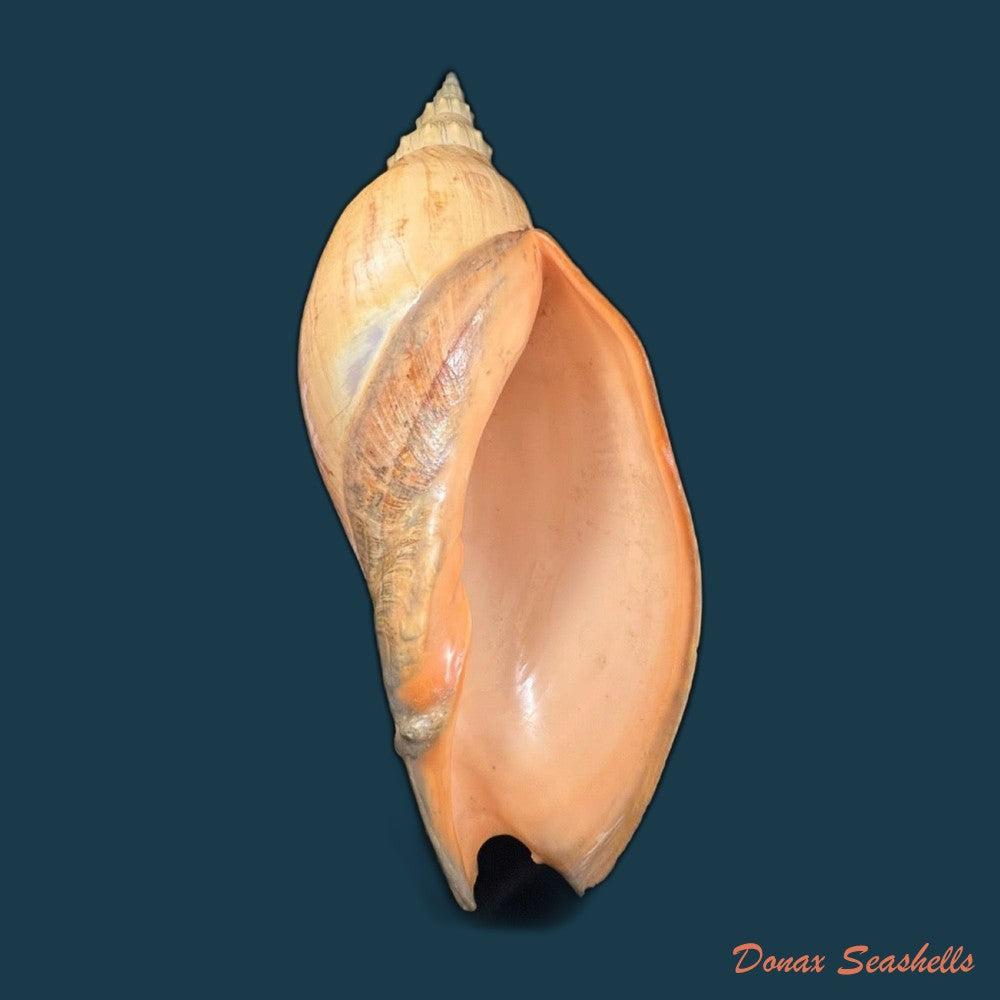 adelomelon-beckii-broderip-1836-417-4mm-copia
