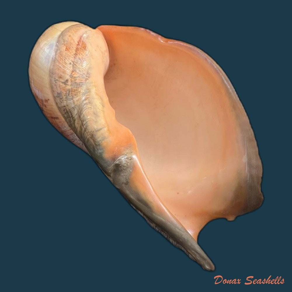 adelomelon-beckii-broderip-1836-417-4mm-copia