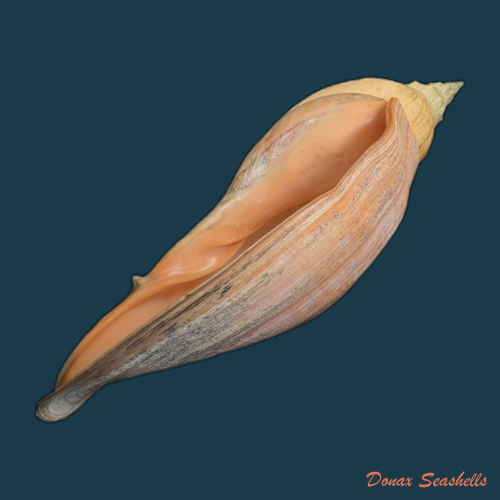 adelomelon-beckii-broderip-1836-417-4mm-copia