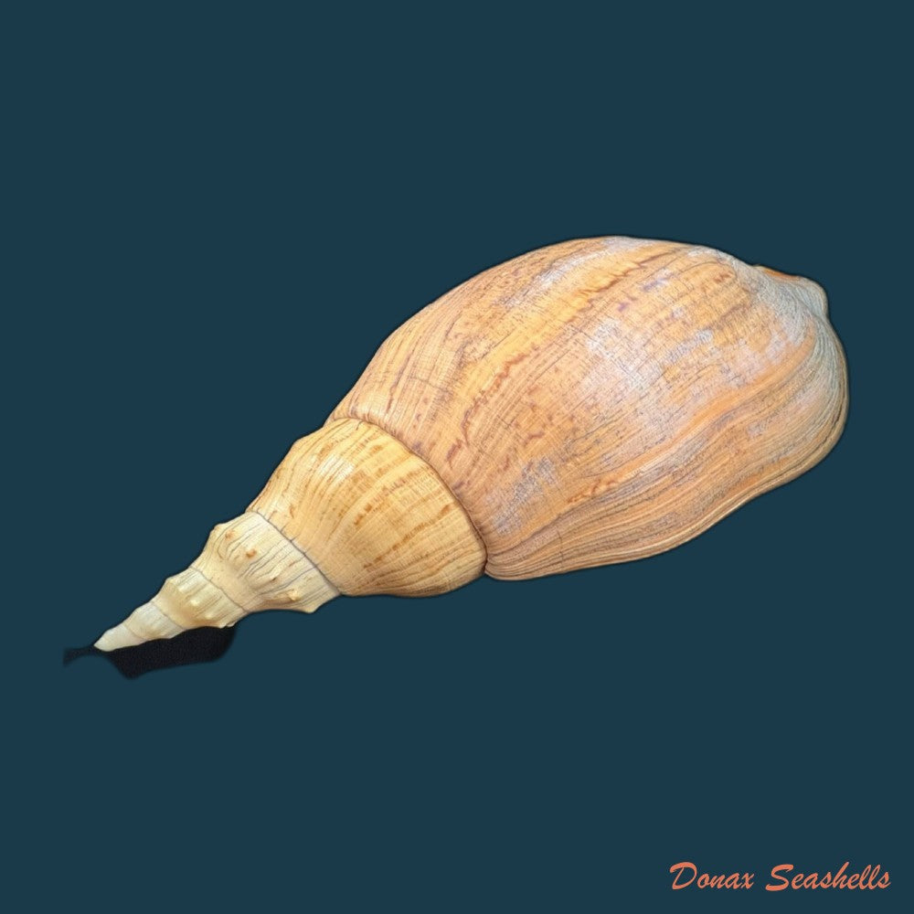 adelomelon-beckii-broderip-1836-417-4mm-copia