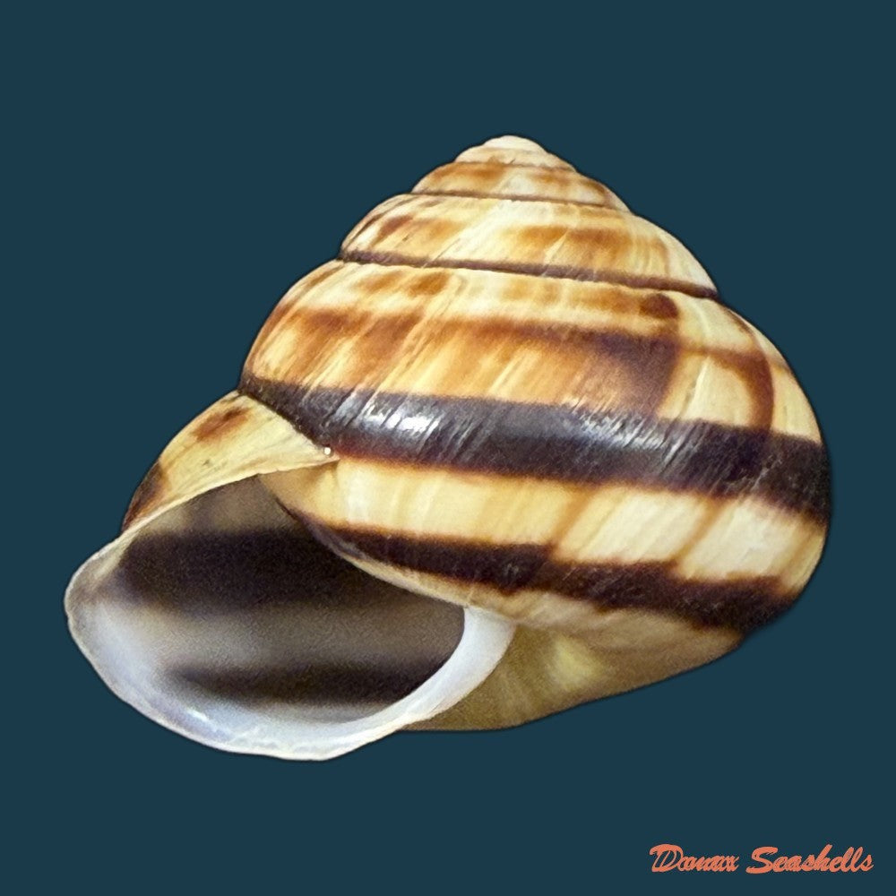 aegistohadra-jiahei-h-f-yang-z-y-fan-d-d-qiao-j-he-2012-36-8mm-copia-1