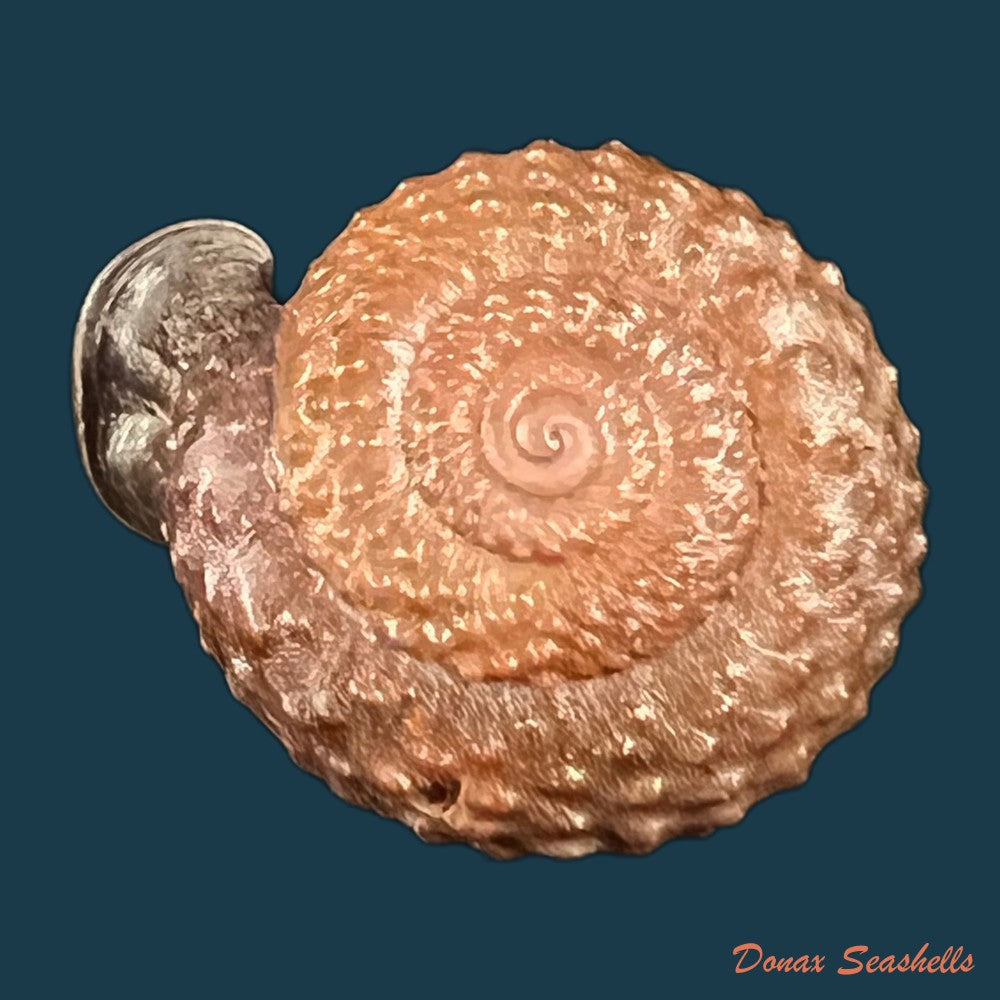 aegistohadra-jiahei-h-f-yang-z-y-fan-d-d-qiao-j-he-2012-36-8mm-copia