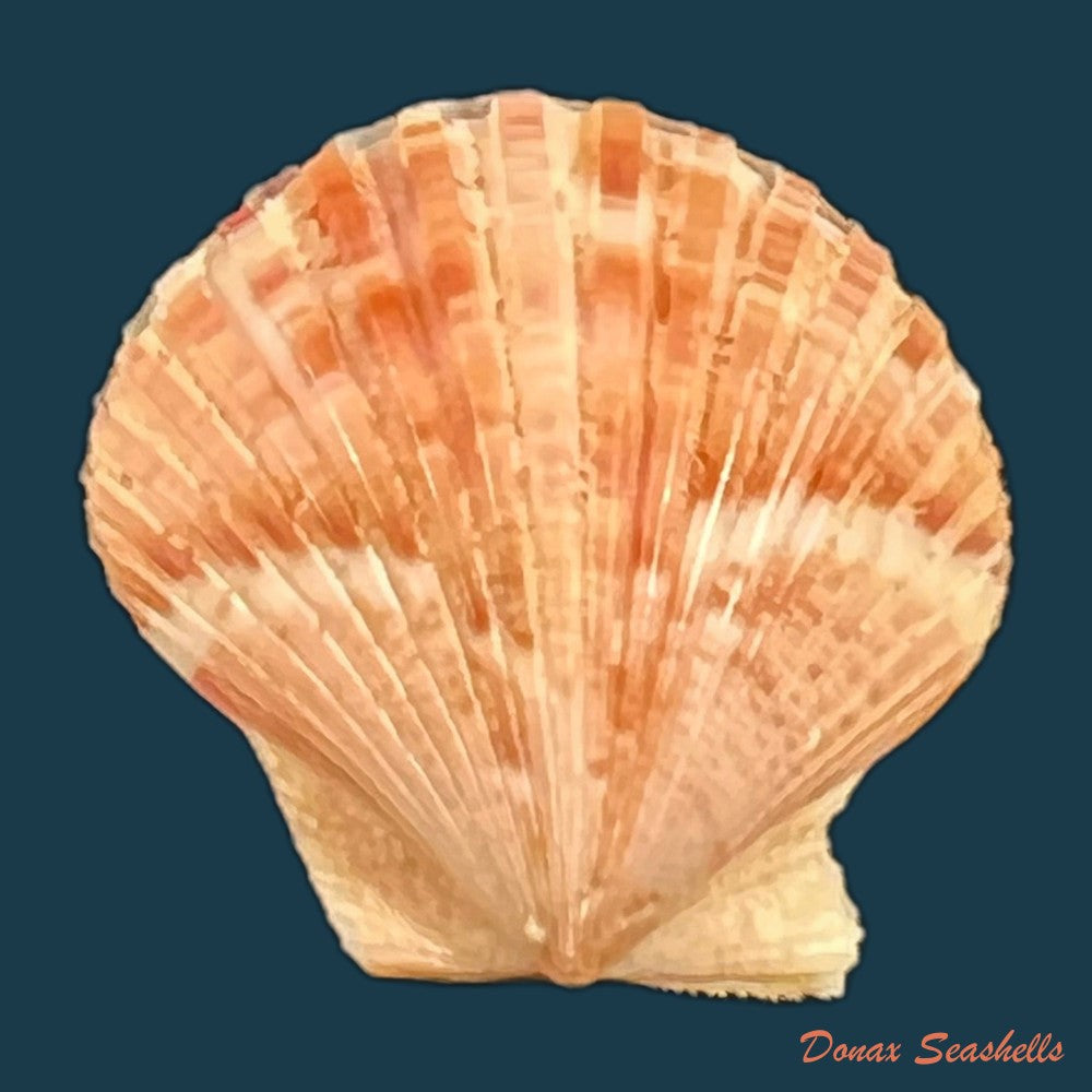 aequipecten-commutatus-monterosato-1875-19-4mm-copia