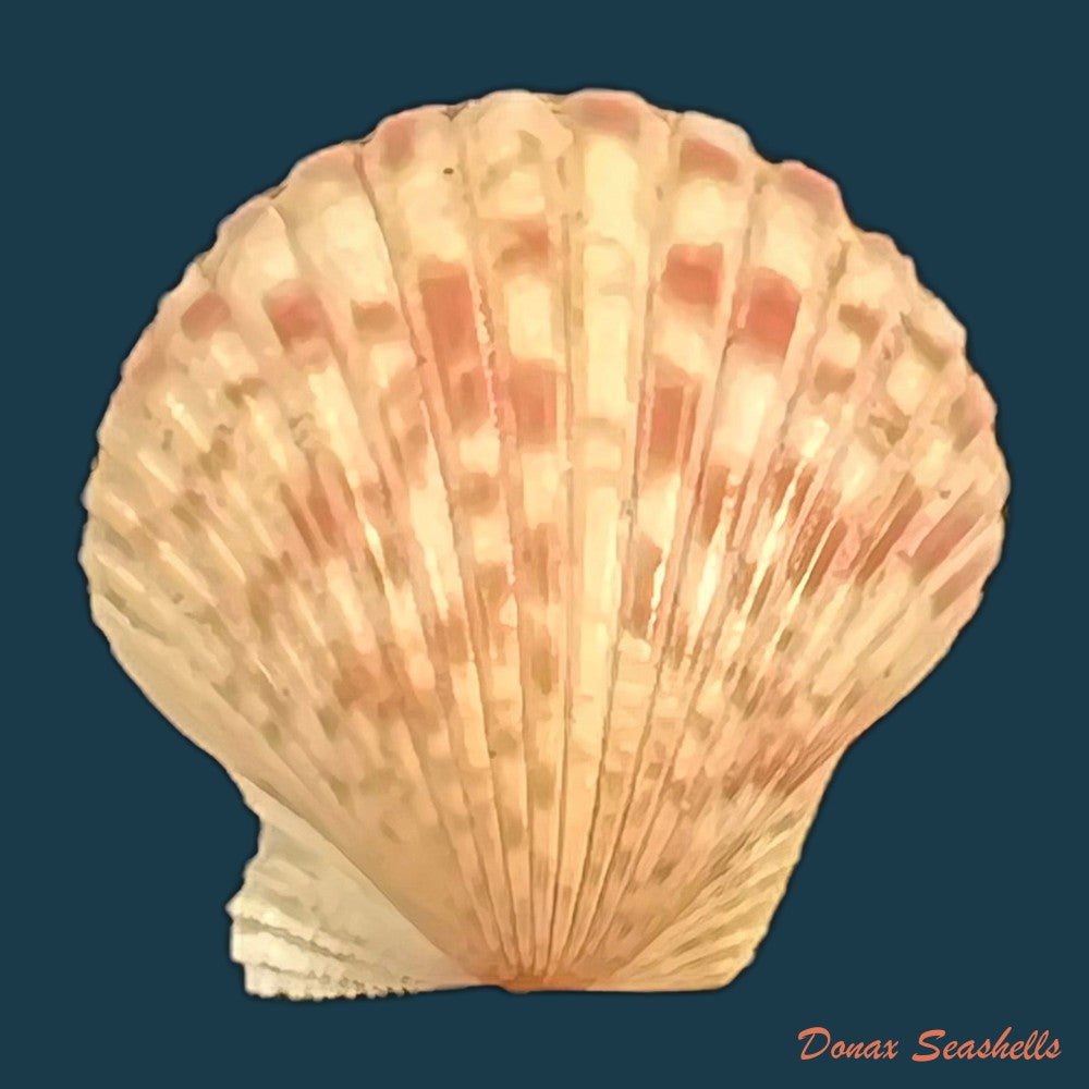 aequipecten-commutatus-monterosato-1875-19-4mm-copia