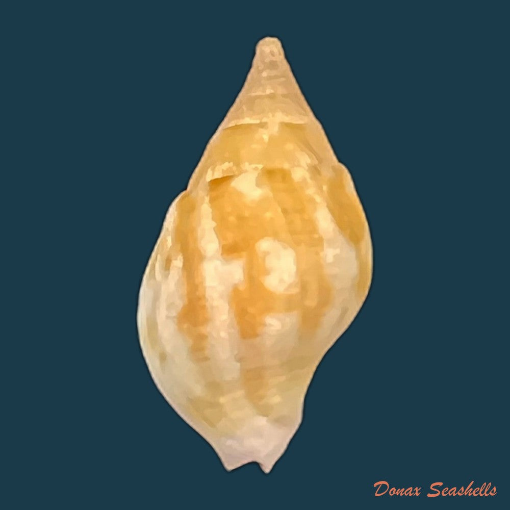 afer-lansbergisi-delsaerdt-1993-32-4mm-copia