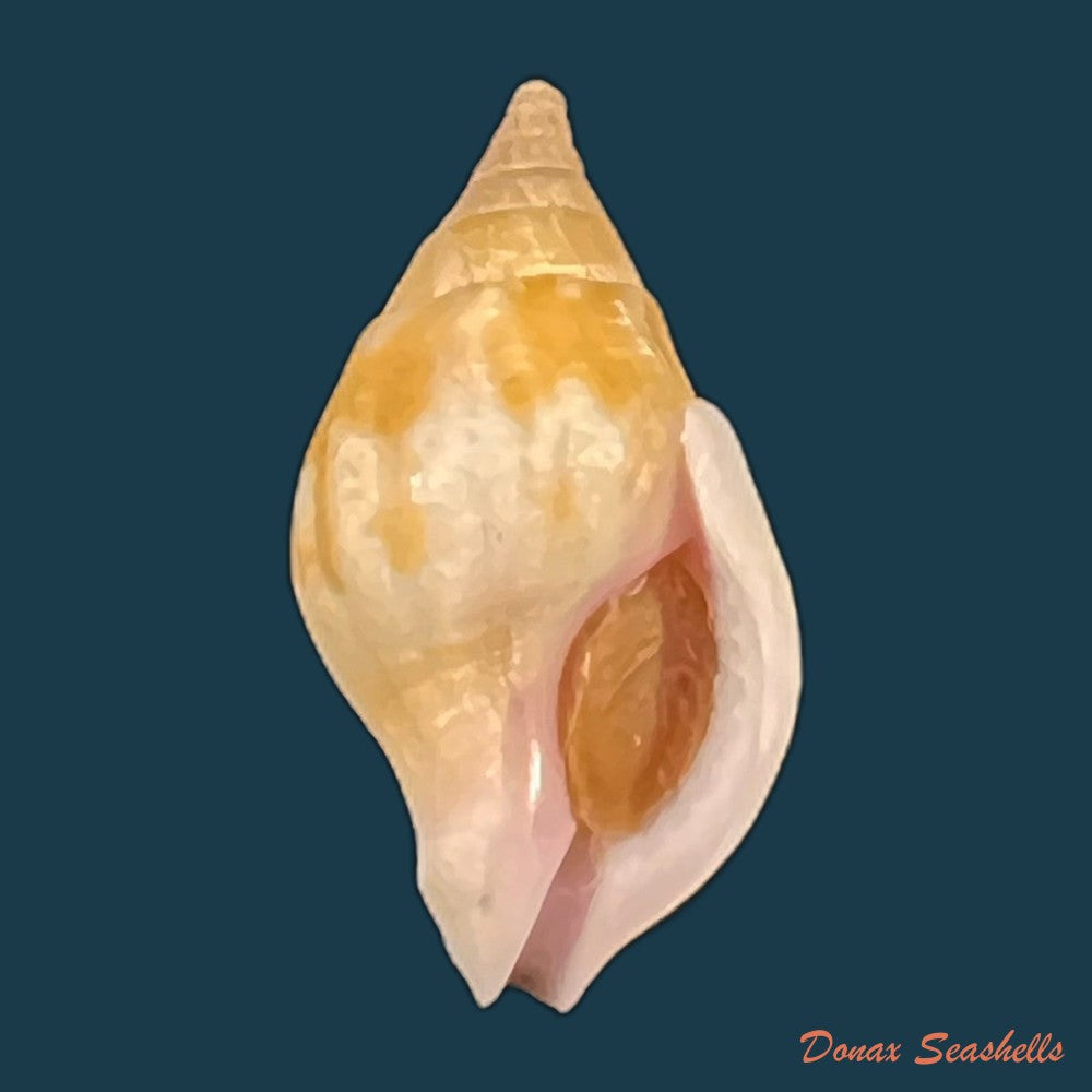 afer-lansbergisi-delsaerdt-1993-32-4mm-copia
